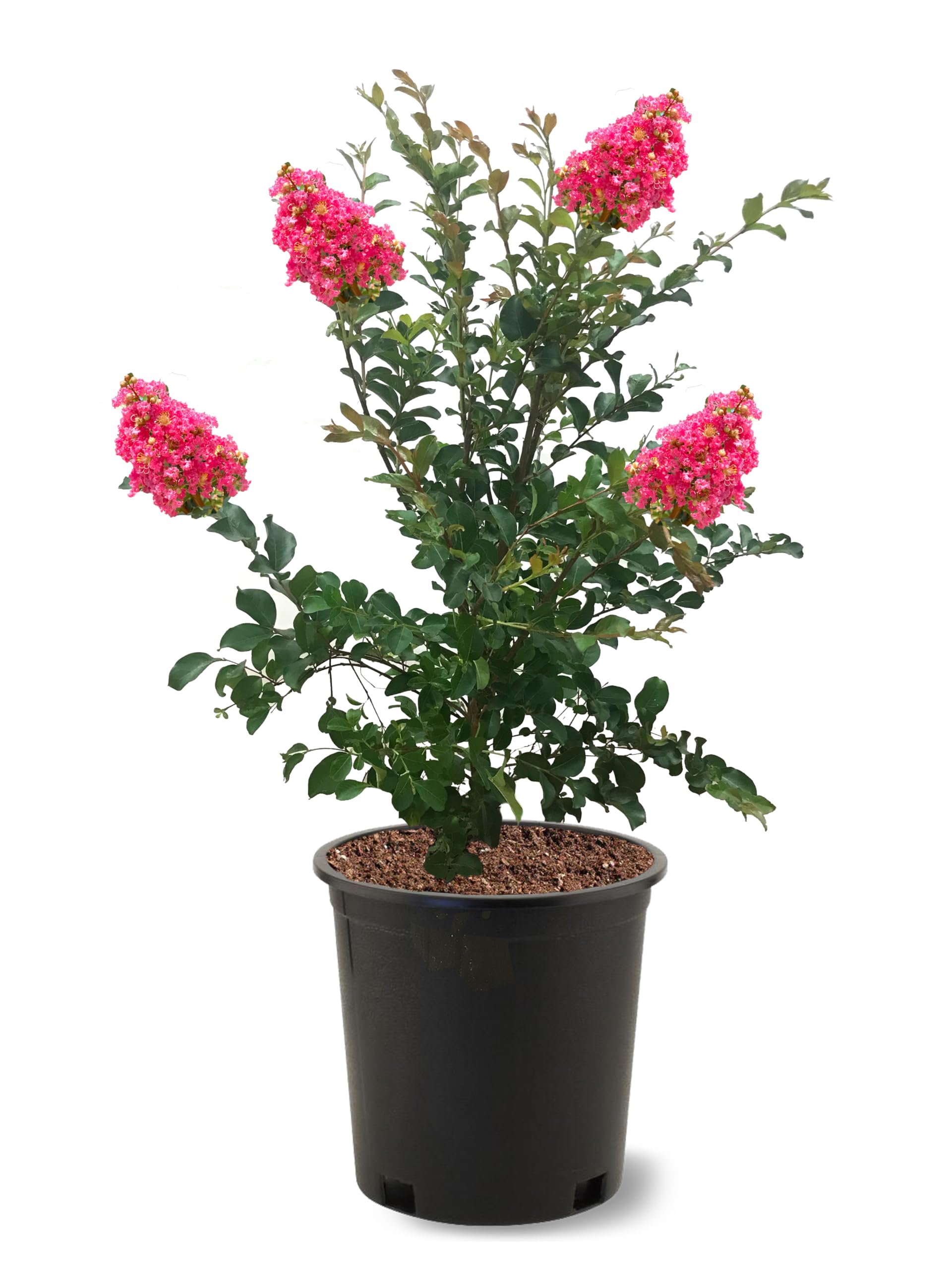 Tuscarora Crape Myrtle