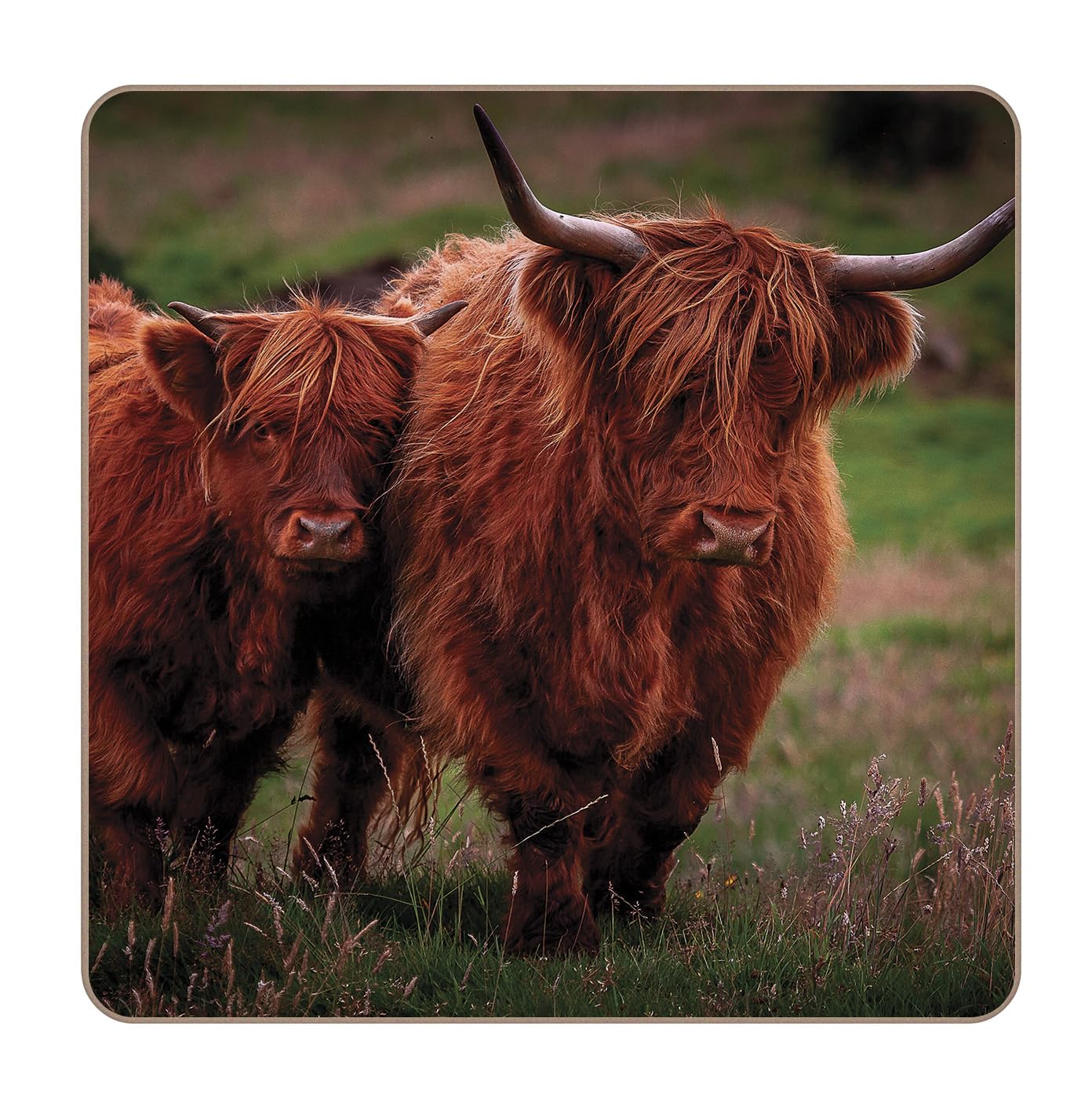 Rural Roots Highland Cows Set Of 4 Coasters