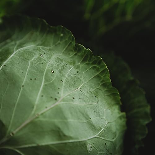 Miniatura 4 de All Seasons Repollo - 100 semillas - Variedad de reliquia y polinizada abierta, semillas de vegetales sin OMG para plantar al aire libre en el