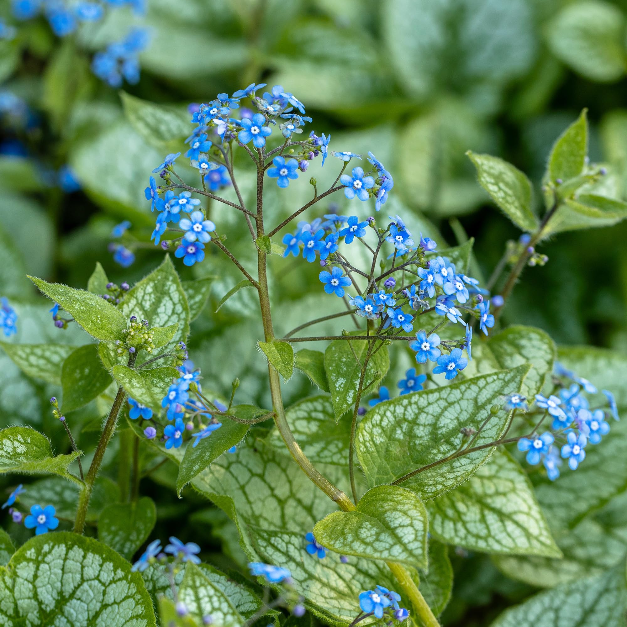 Brunnera Macrophylla – Real Outdoor Hardy Perennial Plant – Large Heart-Shaped Leaves with Green Veins – Bright Blue Spring Flowers – Ideal for Shaded Gardens and Ground Cover (3 Litre Pot, 20-30 cm)