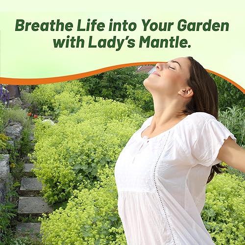 Miniatura 6 de Outsidepride Semillas de manto de señora, 2000 unidades. Semillas perennes, versátiles y de bajo mantenimiento, semillas de flores para plantar