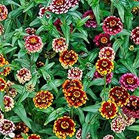 Vista 94 de Eden Brothers - Semillas de zinnia, cactus con flores, sin OMG, plantar en primavera, paquete, flores de bajo mantenimiento, zonas 3, 4, 5, 6, 7, 8