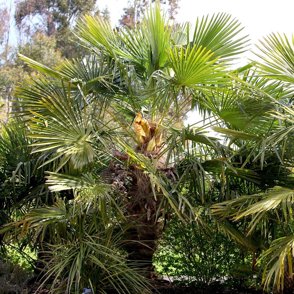 Plant Theory Chusan Palm Trachycarpus Fortunei Shrub Plant 2L Pot