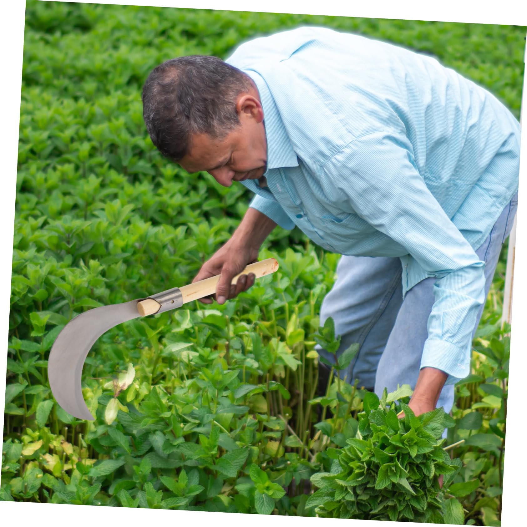 BEBEMOKO Long Handle Manganese Steel Remover Tool for Gardening Durable Manual Weeding Scythe with Non Slip Wooden Handle Efficient for Lawn Mowing and Grass Clearing