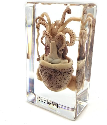 Miniatura 3 de Espécimen de sepia de calamar en bloque acrílico, pisapapapeles, especímenes de aula de ciencia para educación científica (2.9 x 1.6 x 1 pulgadas)