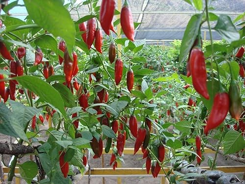 Miniatura 1 de Semillas de PimientoHeirloom, Capsicum Baccatum (10 Semillas)
