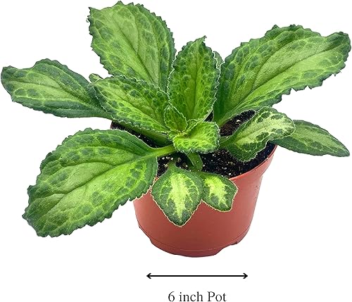 Miniatura 2 de BubbleBlooms Harmony's Patina Gesneriad Primulina Dryas, planta de chirita violeta africana de 6 pulgadas