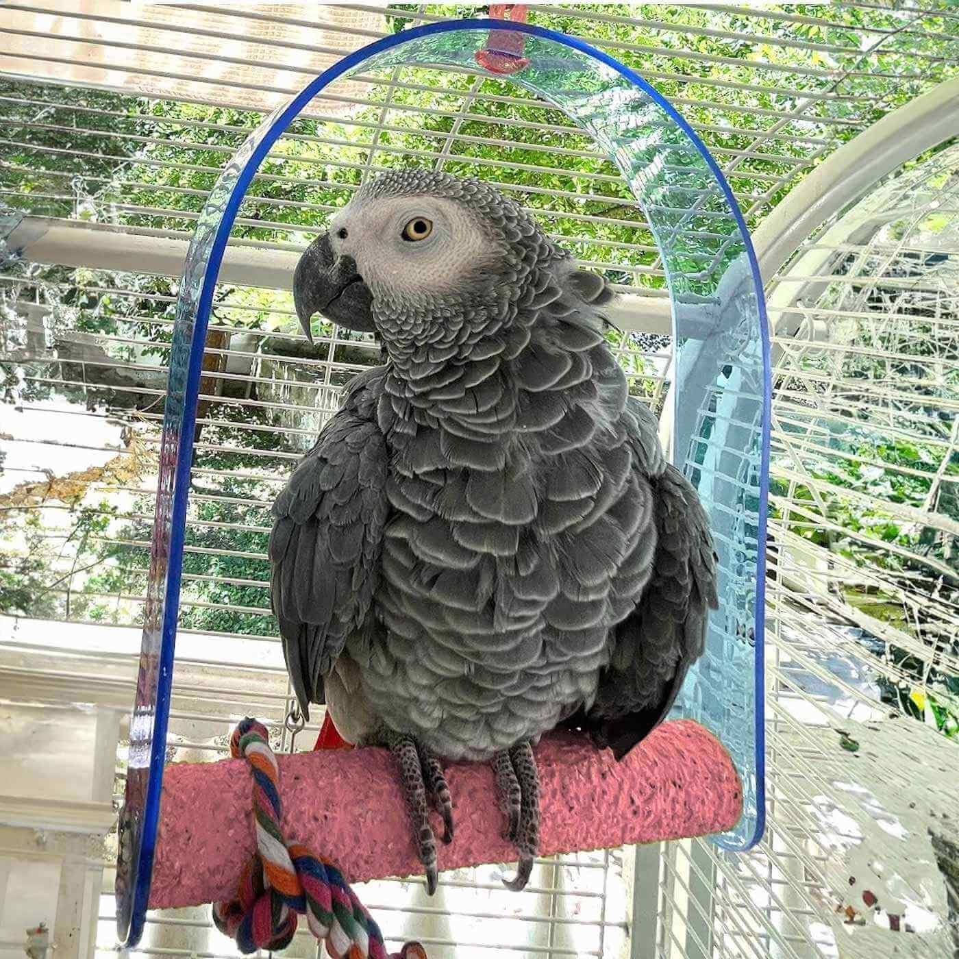 Parrot Essentials Balançoire d'arc de Coupe d'Ongle Poncé pour Perroquets Perchoir Taille Grande