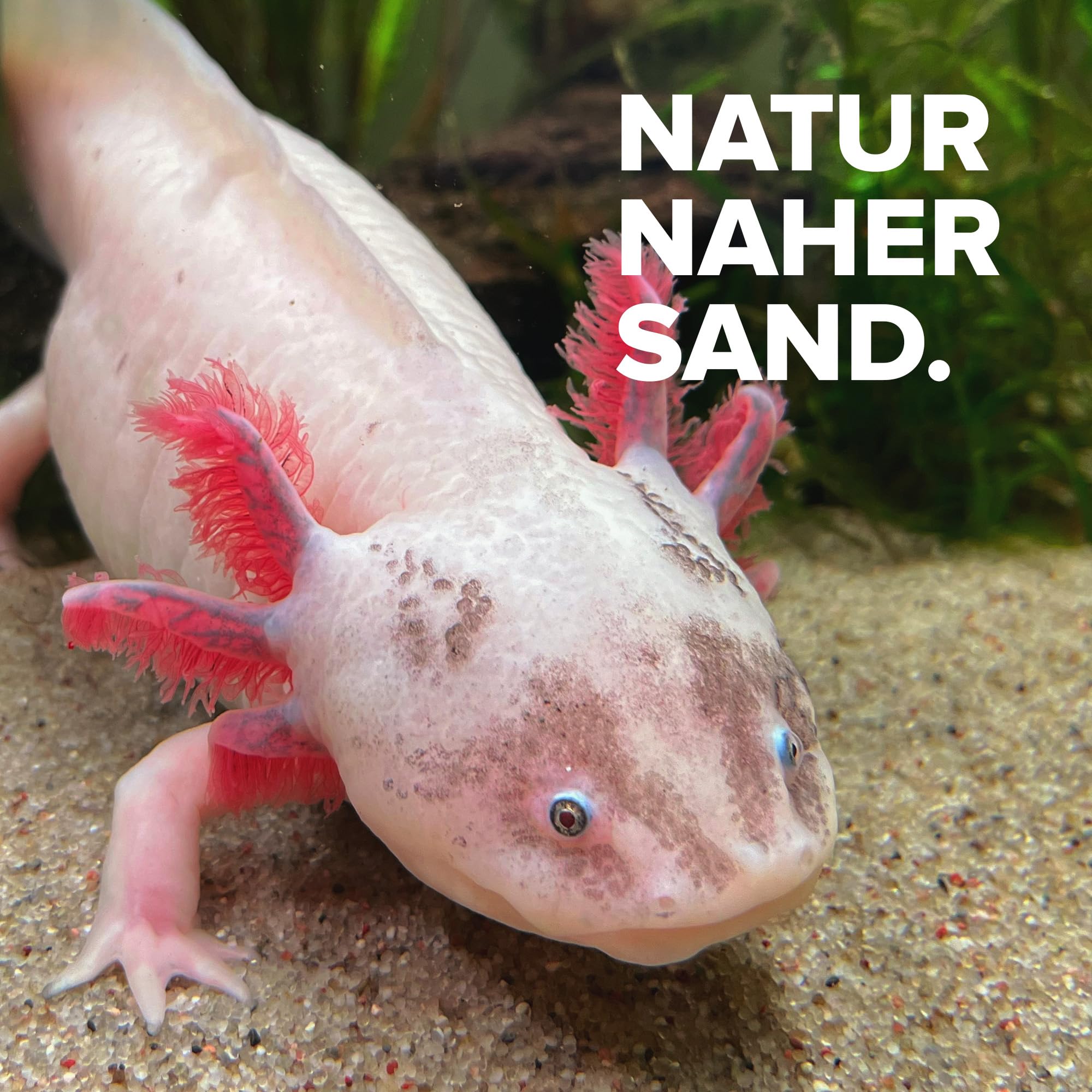 NatureHolic Axolotl Sand - Natürlicher Aquariensand 0,4-0,8 mm - Sicher für Axolotl Aufzucht & Haltung - Bodengrund für Axolotl - Wasserneutral & unbehandelt - einfache Anwendung - 10Kg