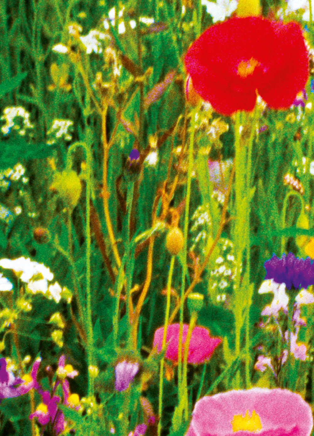 Ideal Décor DM375 Flower Field 4-Panel Wall Mural