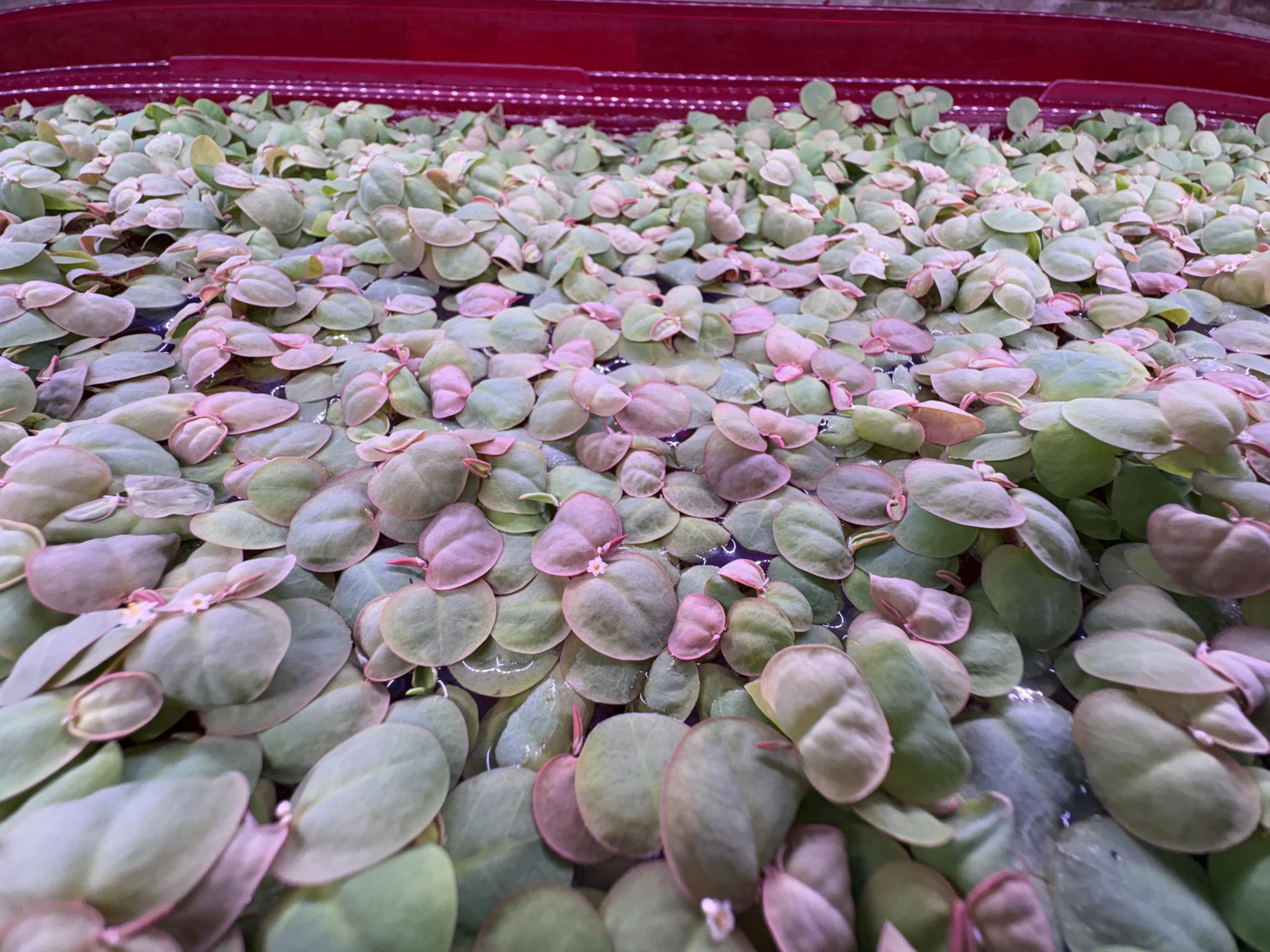 Generic Red Root Floaters
