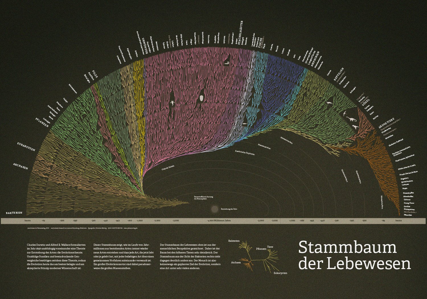 Poster arbre phylogénétique de l'évolution des espèces vivantes