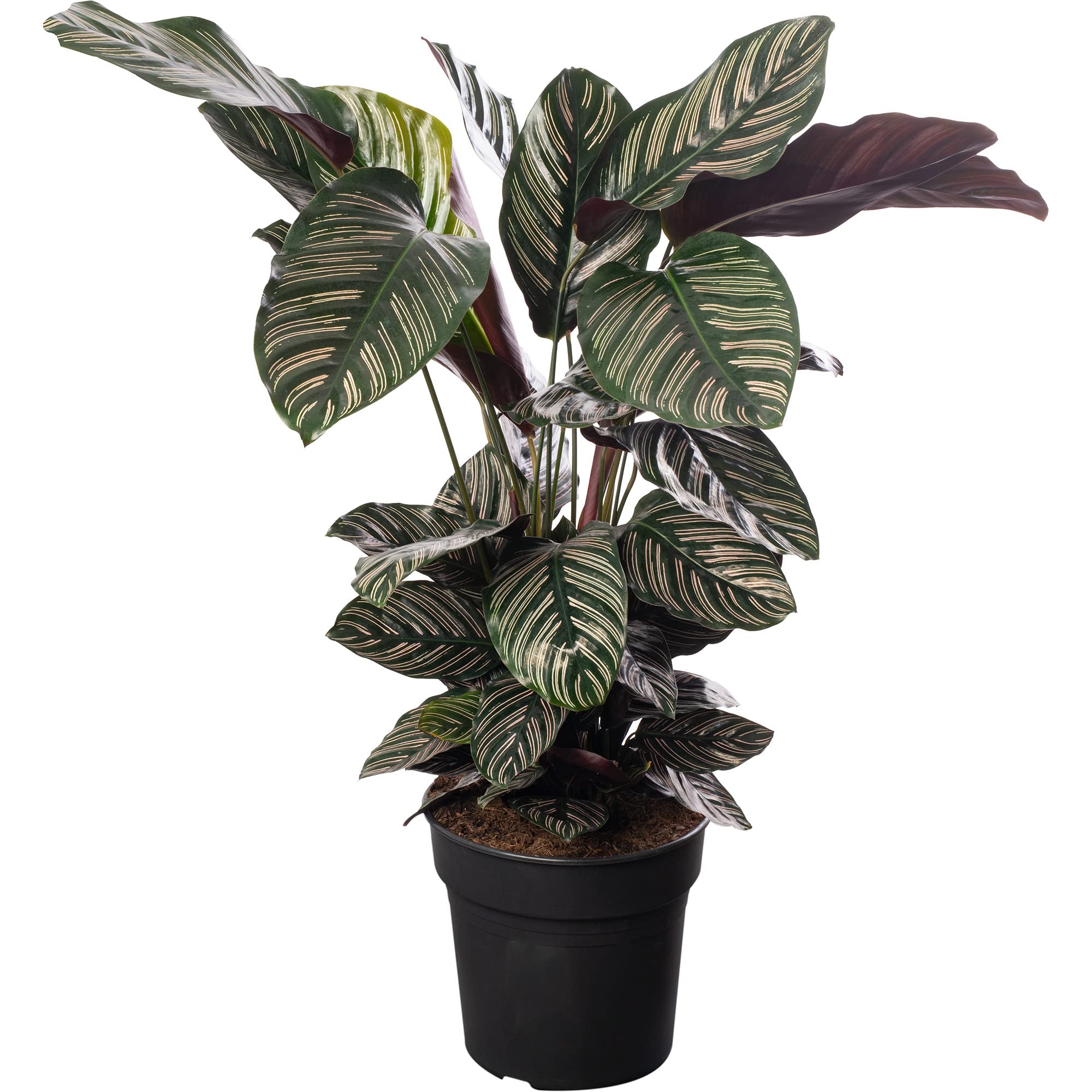 Calathea Ornata Große Zimmerpflanze Echter Immergrün Groß Selten