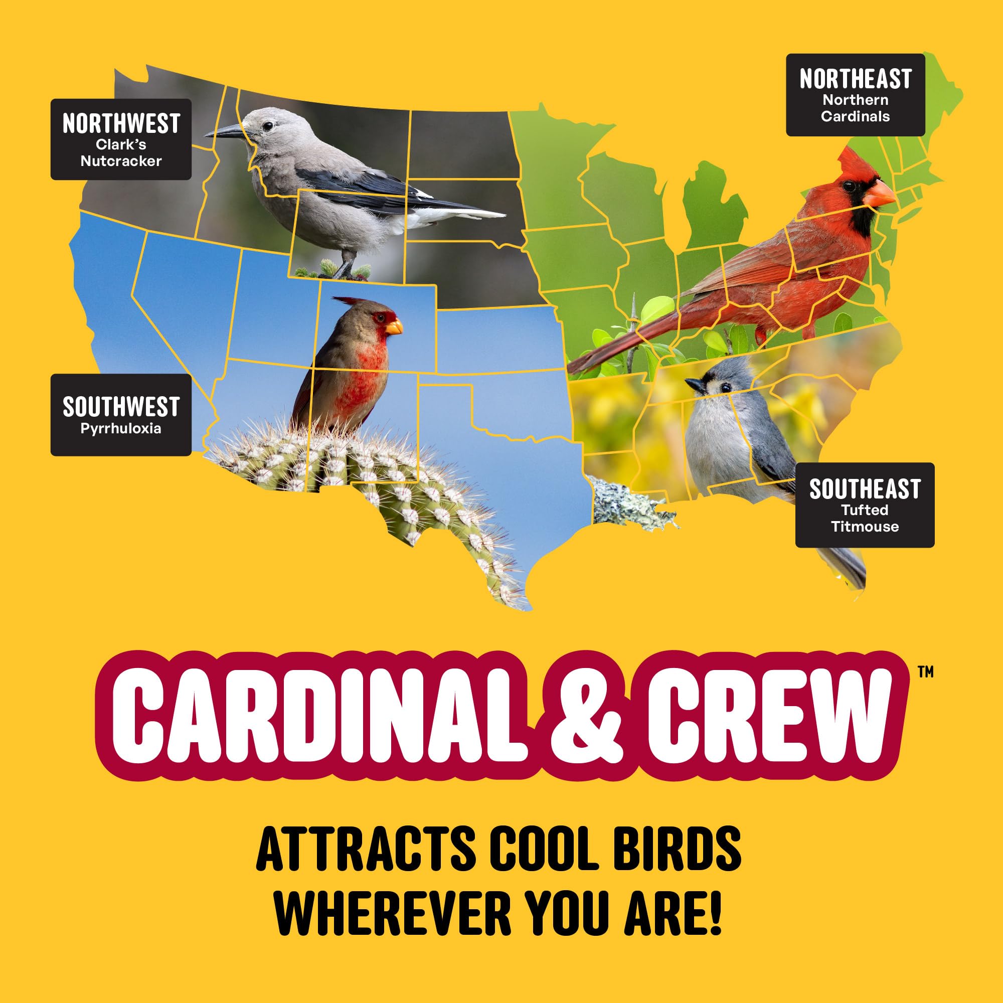 Cool Birds Cardinal & Crew - Semi di uccelli selvatici – 4,5 kg di olio nero di girasole, cuori di girasole e miscela di cartamo per cardinali, grosbeaks e pulcini – Mangime per uccelli da esterno