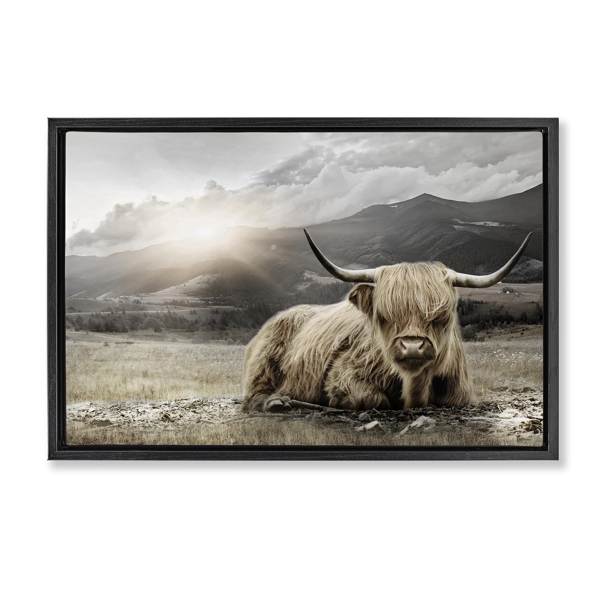 Stupell Industries Morning Sun Highland Cattle 'Cattle Resting In Morning Sun', Floating Frame Canvas Art, Black, 31 X 21 Inches, Easy To Hang And Sturdy, Made In Usa, By Cad Designs
