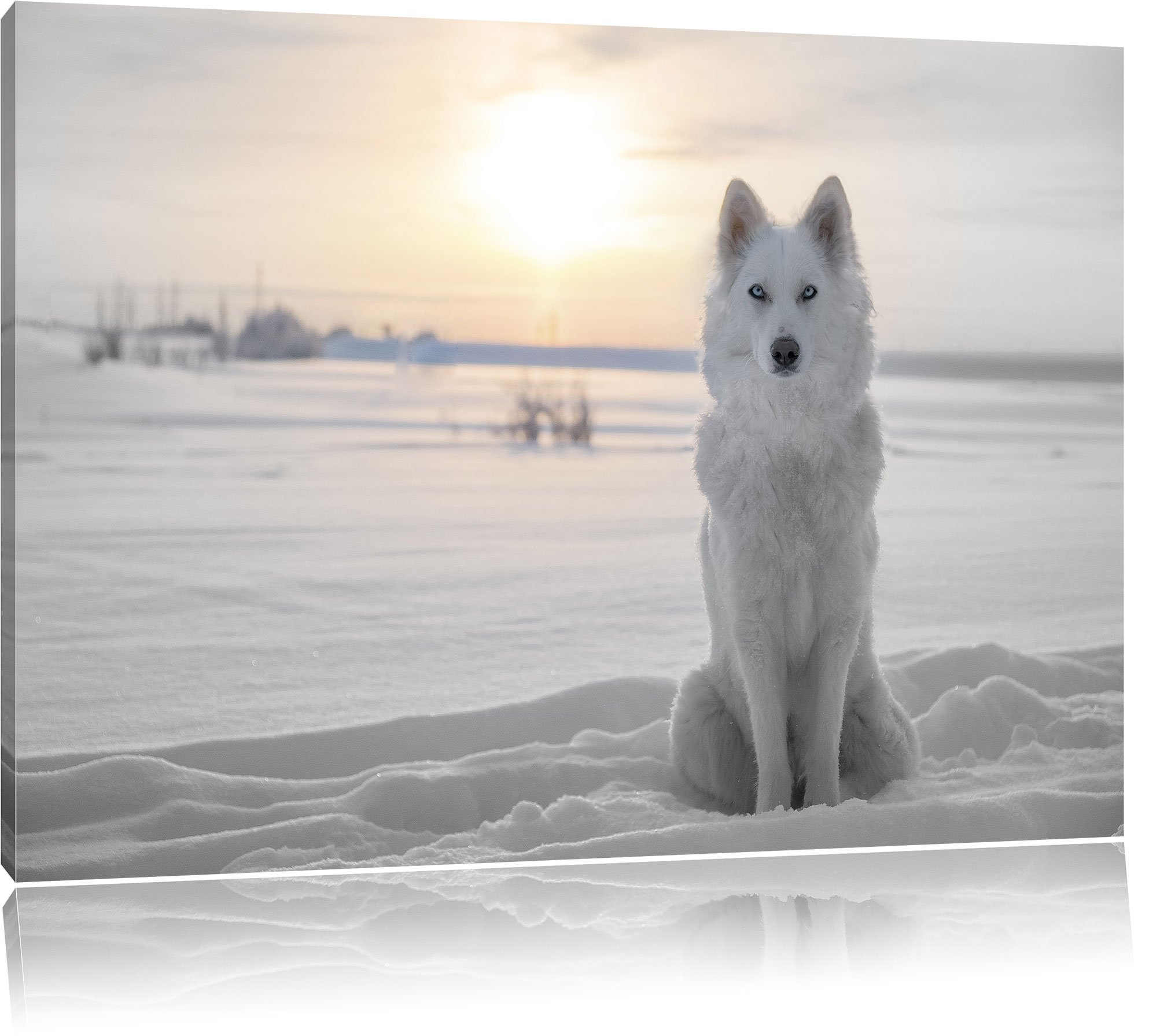 Loup blanc dans la neige art toile Pixxprint déco murale XXL salon chambre 100x70