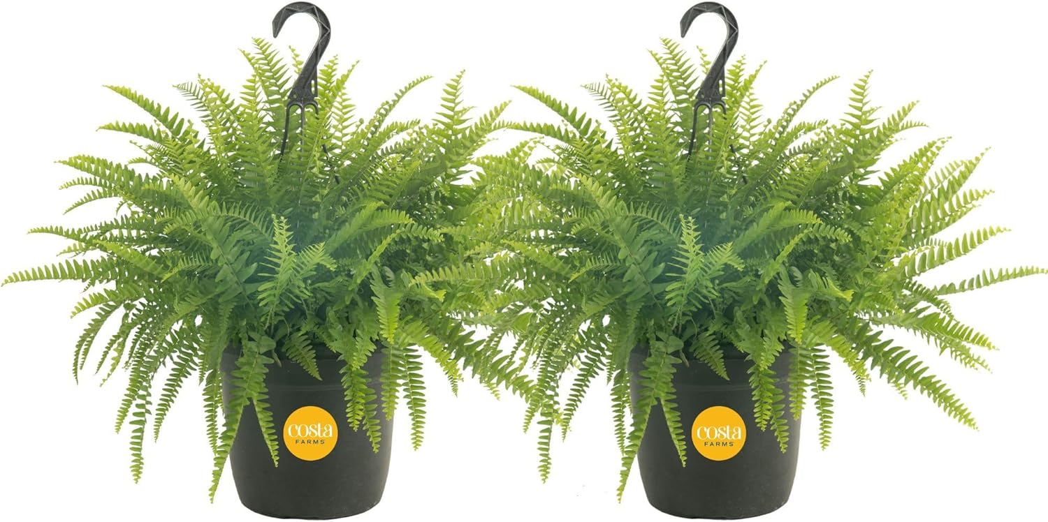 Costa Farms Boston Fern Live Plants in Plastic Pots, Large Air Purifying Indoor & Outdoor Houseplants, Patio, Garden, Home, or Office Decor, House Warming Gift, 2-3 Feet Tall & Wide, Pack of 2