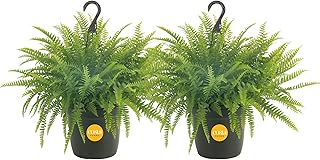 Costa Farms Boston Fern Live Plants in Plastic Pots, Large Air Purifying...