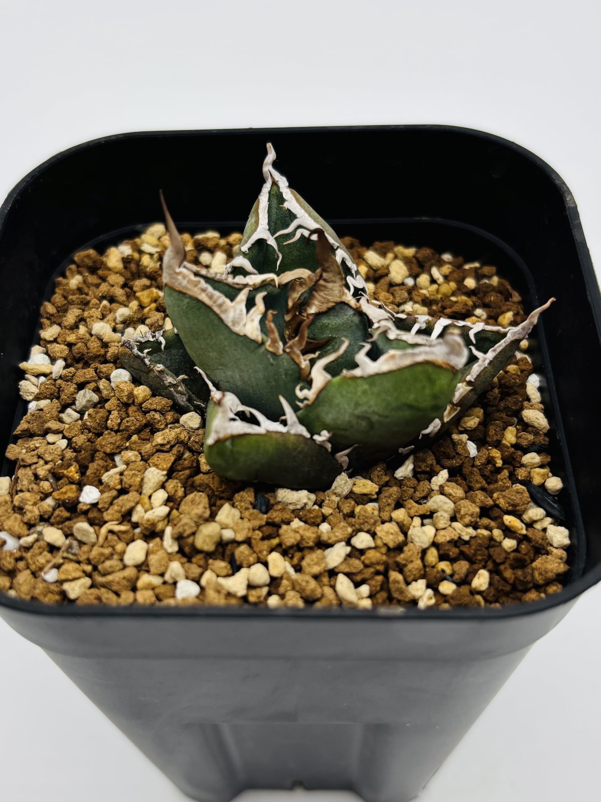 Amazon｜アガベ チタノタ SAD/Agave titanota 'South Africa Diamond