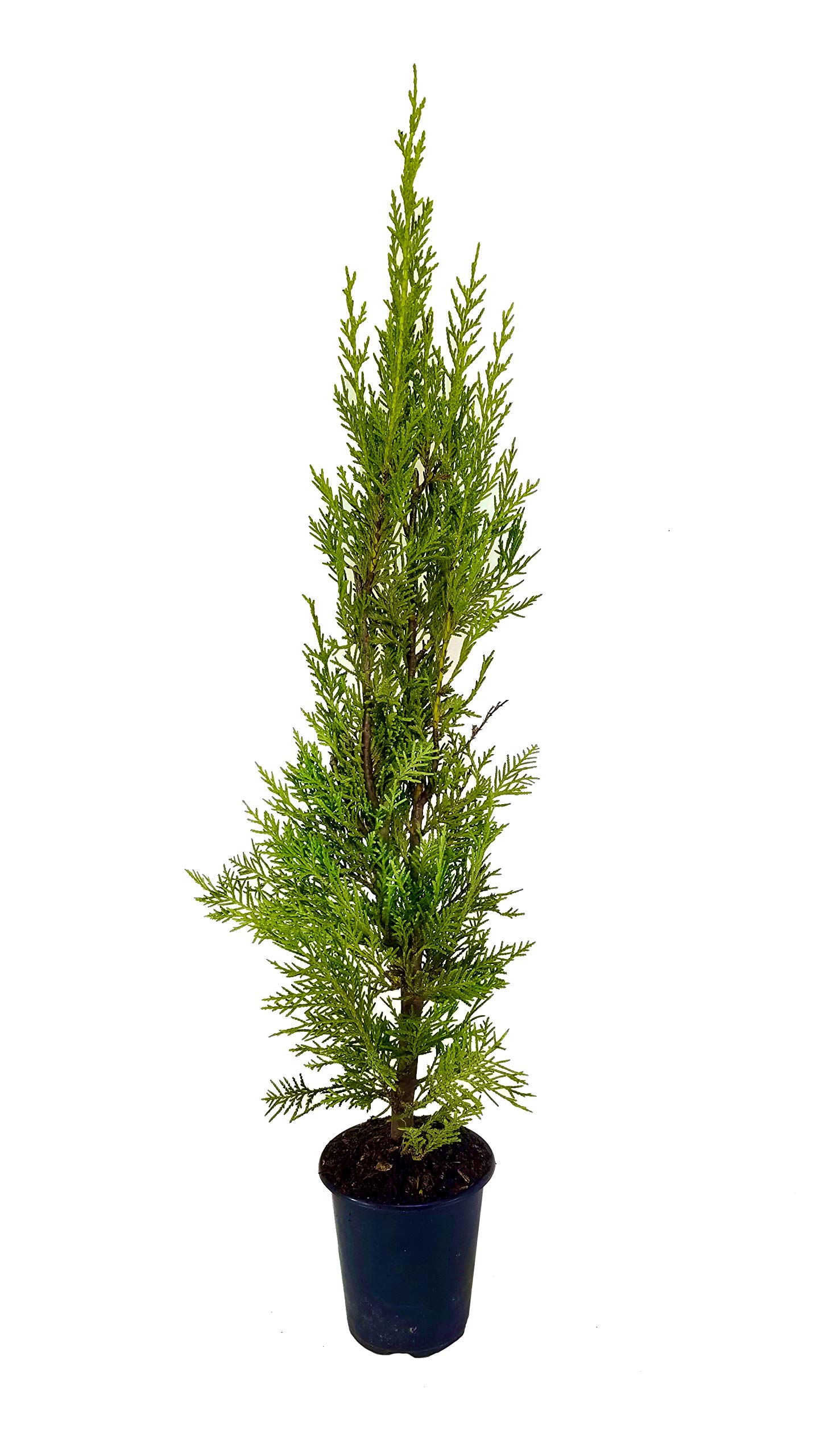 Buy Murray Cypress Tree 3 Live Quart Size Trees Cupressus x