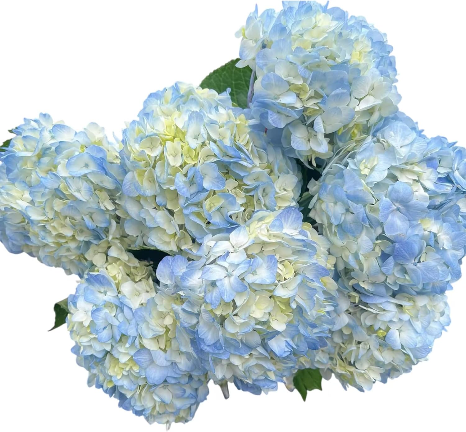 5 Stems Blue Hydrangeas Fresh Cut Flowers Gifts for Birthday Anniversary Friendship and Love Flower Arrangement