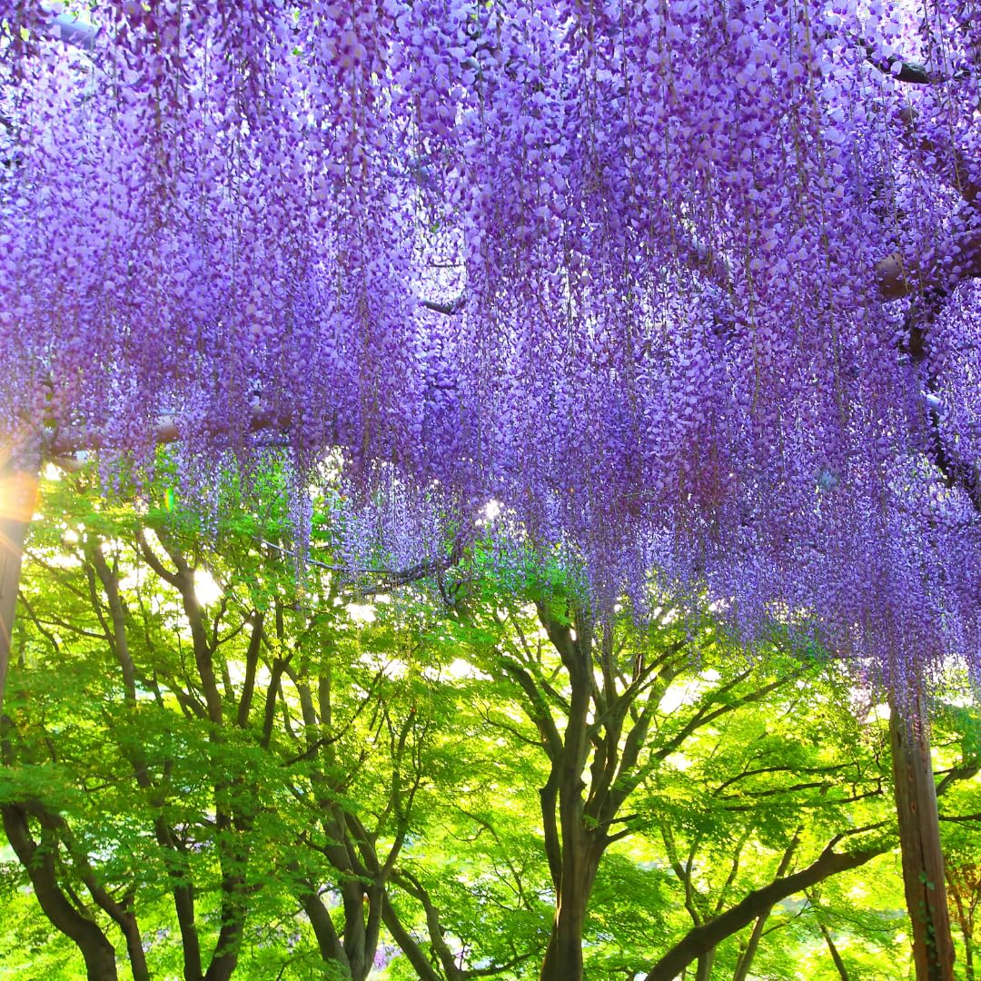 Jacaranda mimosifolia – Albero Glicine Ornamentale in Vaso18 cm, H 130 cm – Pianta da Esterno a Crescita Rapida con Fiori Lilla, Ideale per Giardini, Viali e Alberature