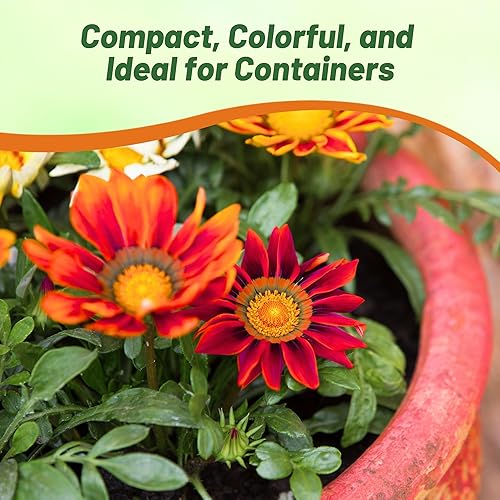 Miniatura 6 de Outsidepride Kiss Frosty Red Gazania Semillas para plantar  50 piezas de semillas perennes, de bajo mantenimiento, tolerantes a la sequía para