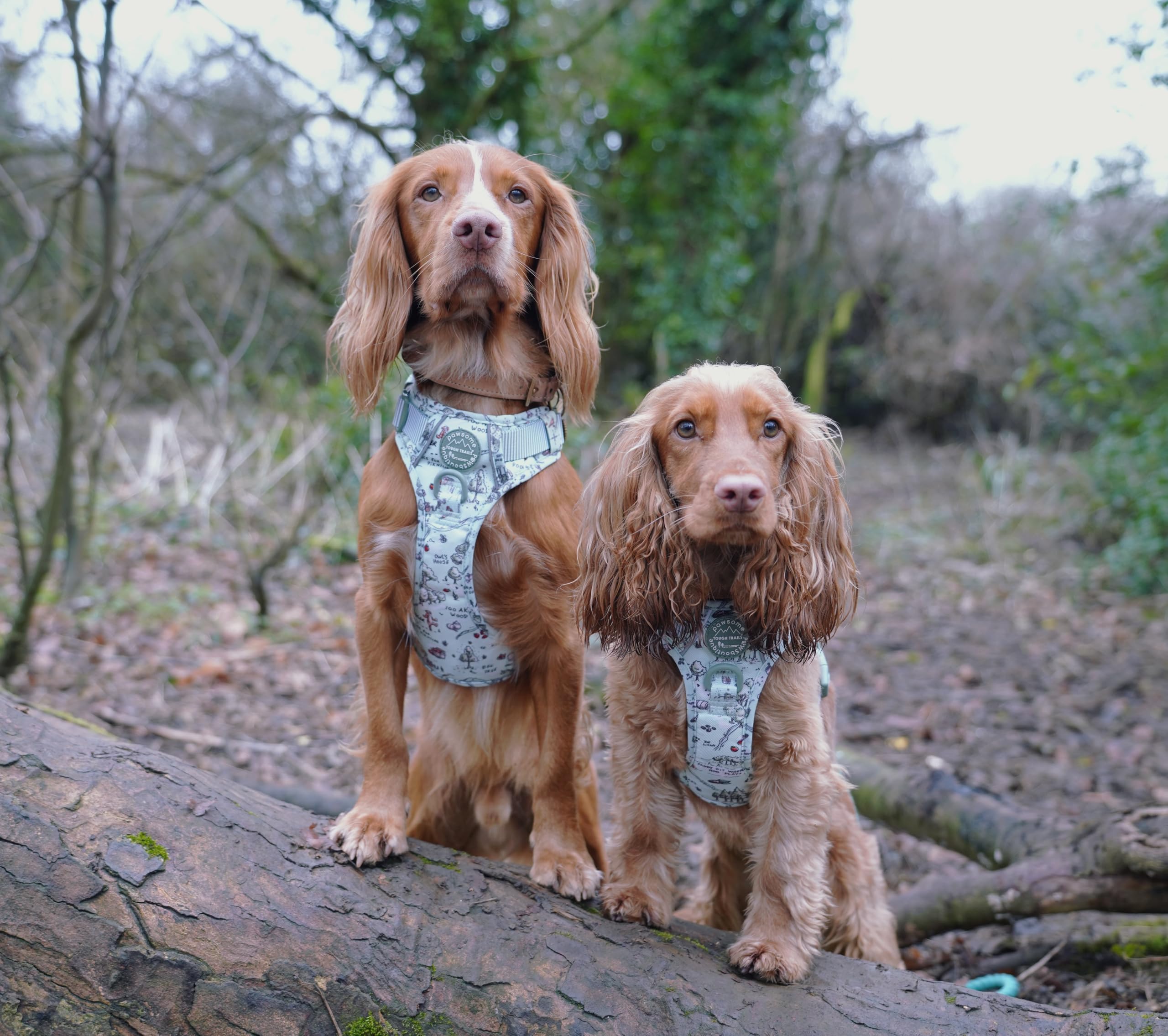 Pawsome Paws Boutique Aker Woods Hundegeschirr, robust, verstellbar, Disney-Design, kein Ziehen, mit reflektierendem Rand und Stabiler Schnalle, 100 Stück