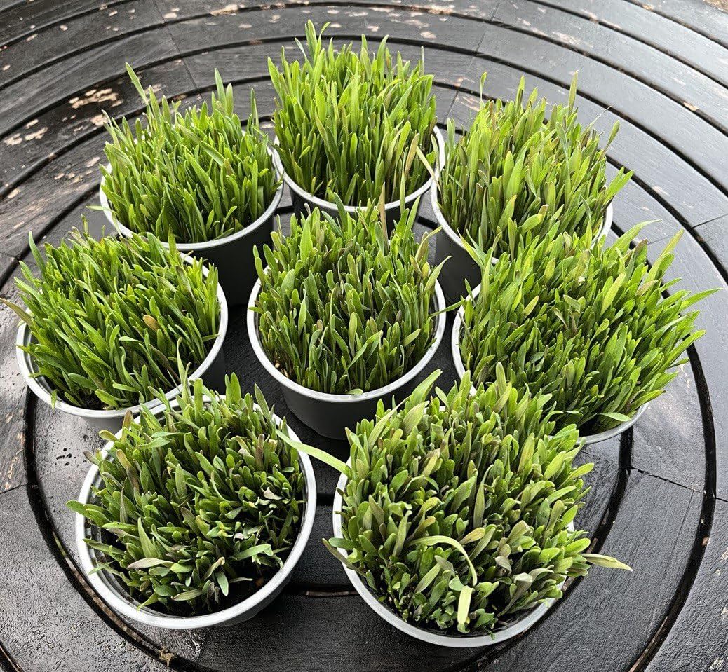 Ready-to-Eat Cat Grass – Fresh Live Plants for Cats, Rabbits, Guinea Pigs & Small Animals | Wheat, Barley, Rye & Oats | Supports Digestion & Immunity | Organic Fibre, Vitamins & Minerals