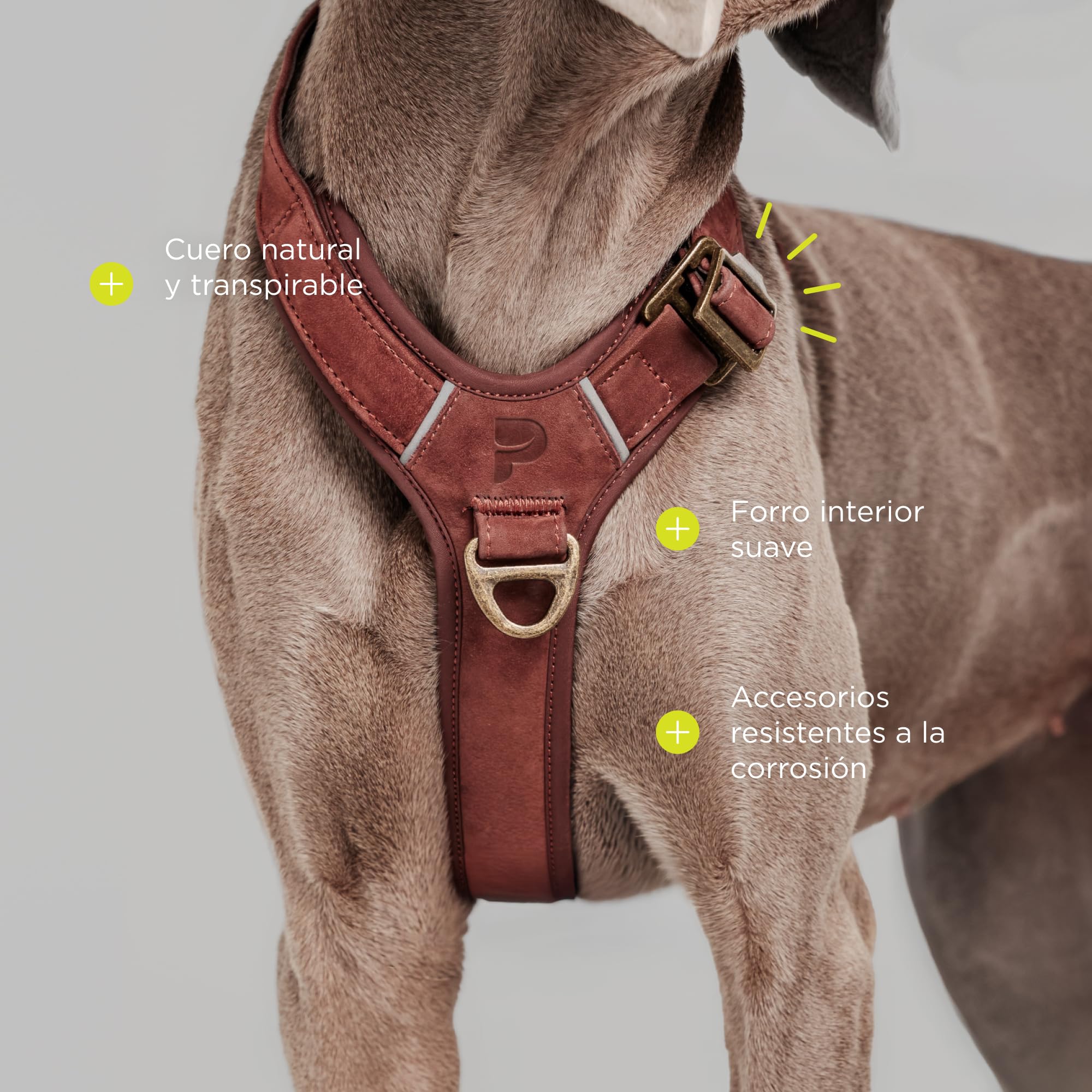 Lord Arnés de Cuero para Perro con Construcción Guard, Vacuno Natural, para Perros Muy Pequeños Y Cachorros, Comodidad Y Libertad de Movimiento (XS)
