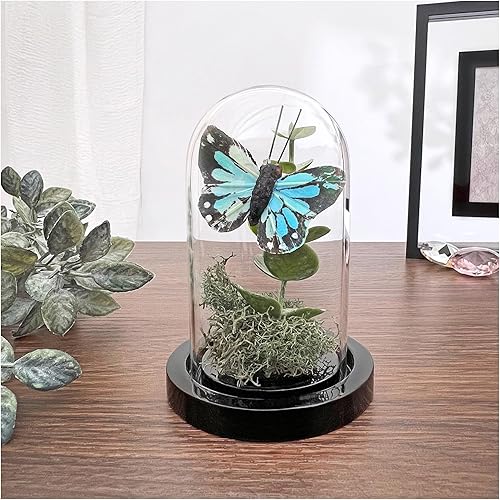 Miniatura 9 de Plymor Mini campana de cristal en forma de domo para exhibición, de 1.85 x 2.875 pulgadas