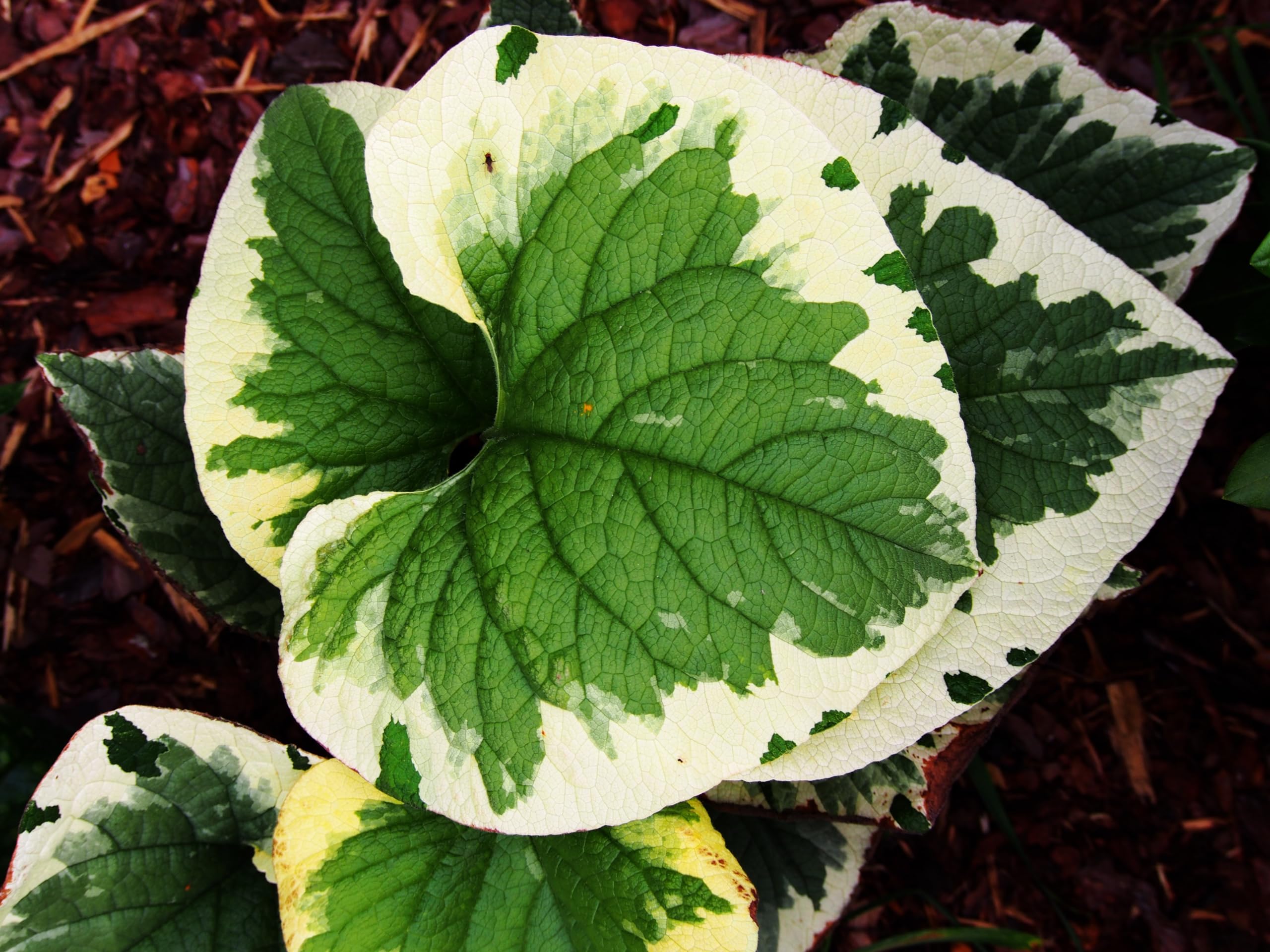 Stauden Gänge 10 x Brunnera macrophylla 'Variegata' winterhart