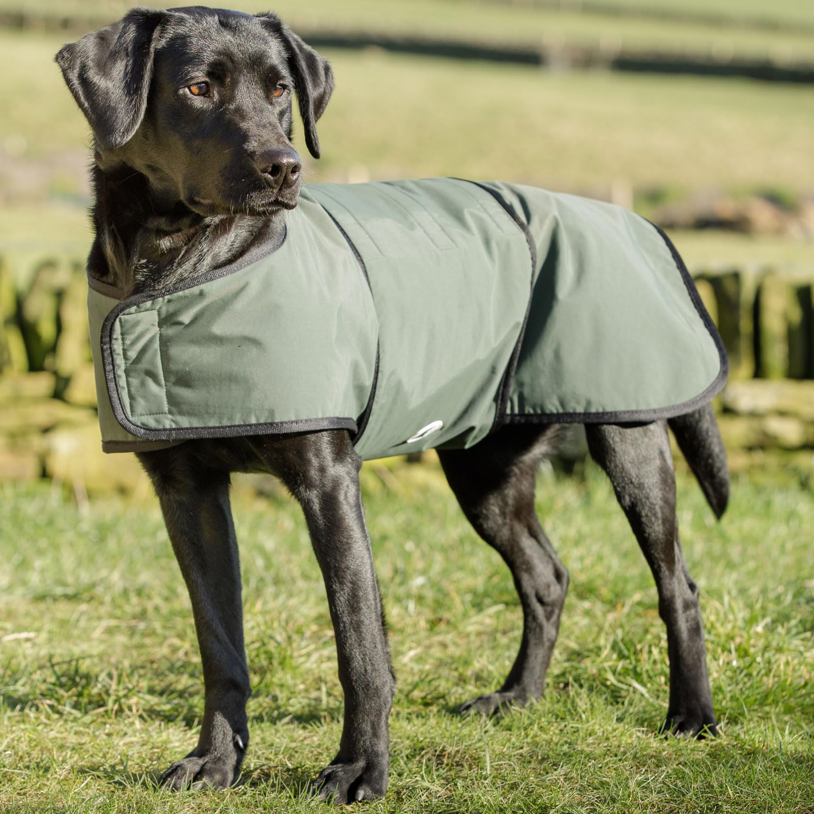 Dog & Field 2 in 1 vollständig wasserdicht Hundemantel - Mikrofaser gefütterte Jacke Trocknen - Größen XS-XL (XL - 60 cm)