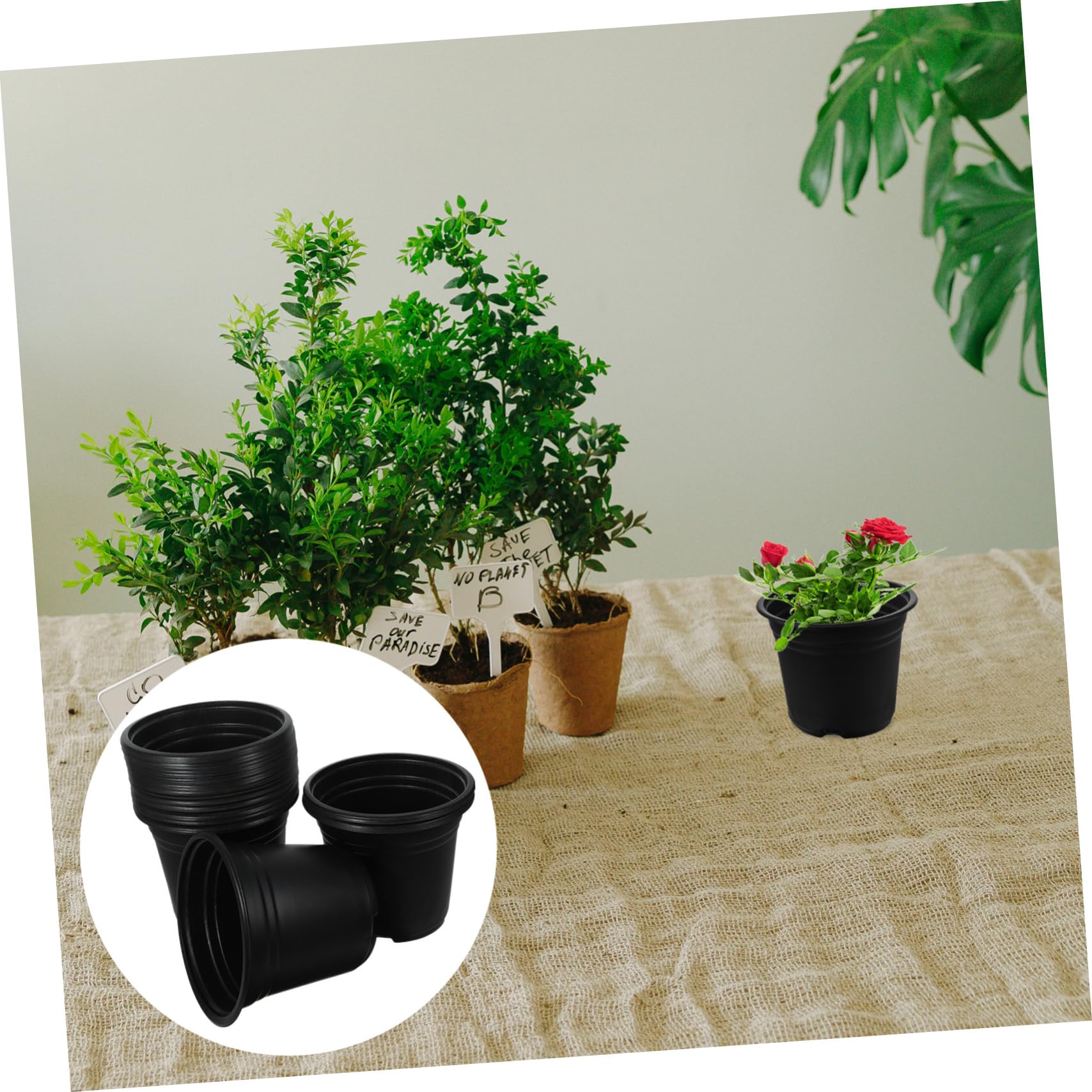 Sosoport 50pcs Poule De Semis en Plastique Fleur Pots De Croissance Home Succulent Nursery Pots Conteneurs