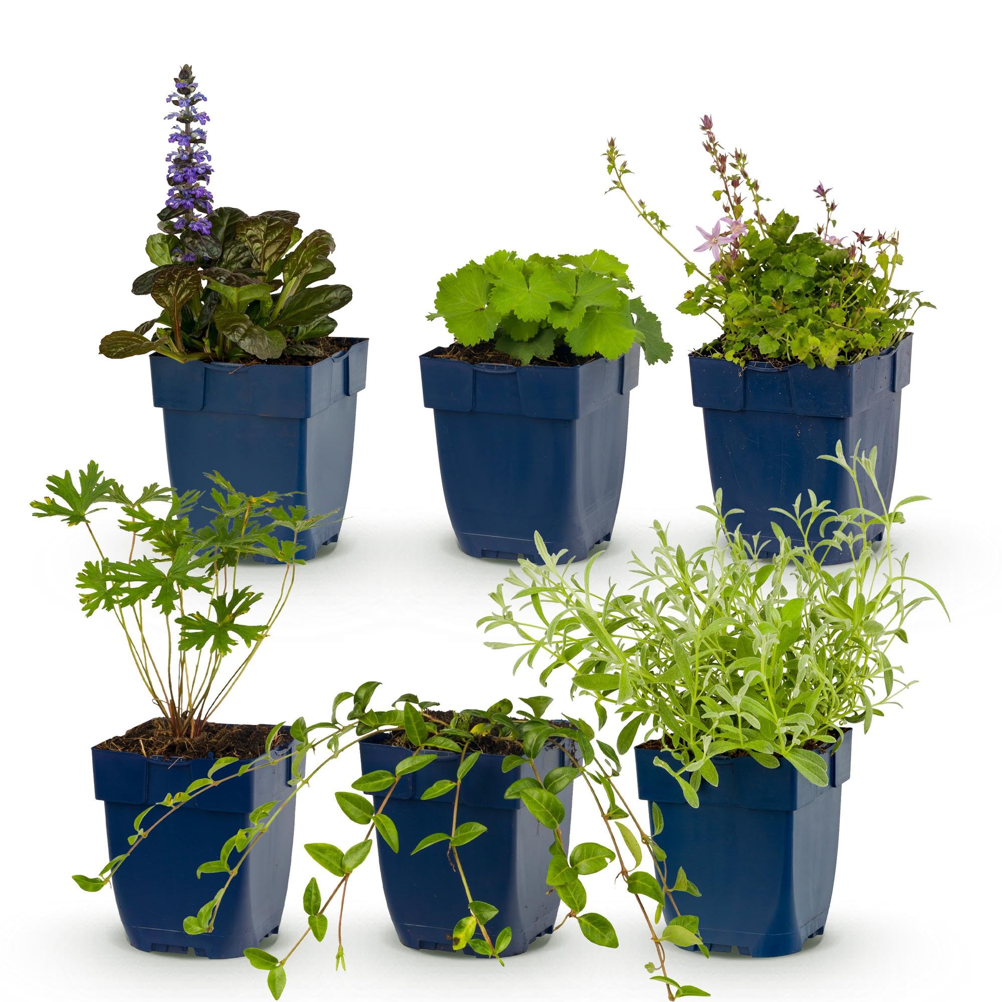 Piante Perenni con Vaso 11cm, per Aiuole, Colori Misti, Set da 6 Piante