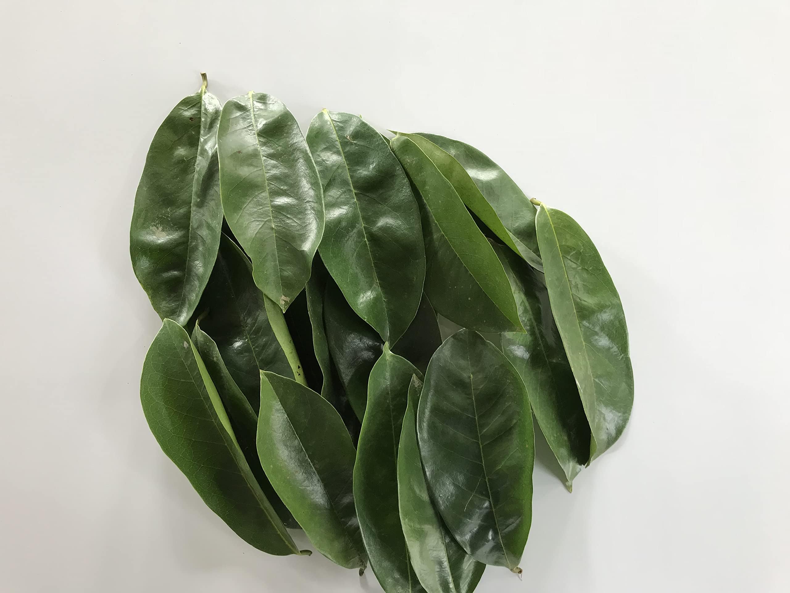 Natural Graviola Soursop Guanabana shadow Dried 500Leaves pack.