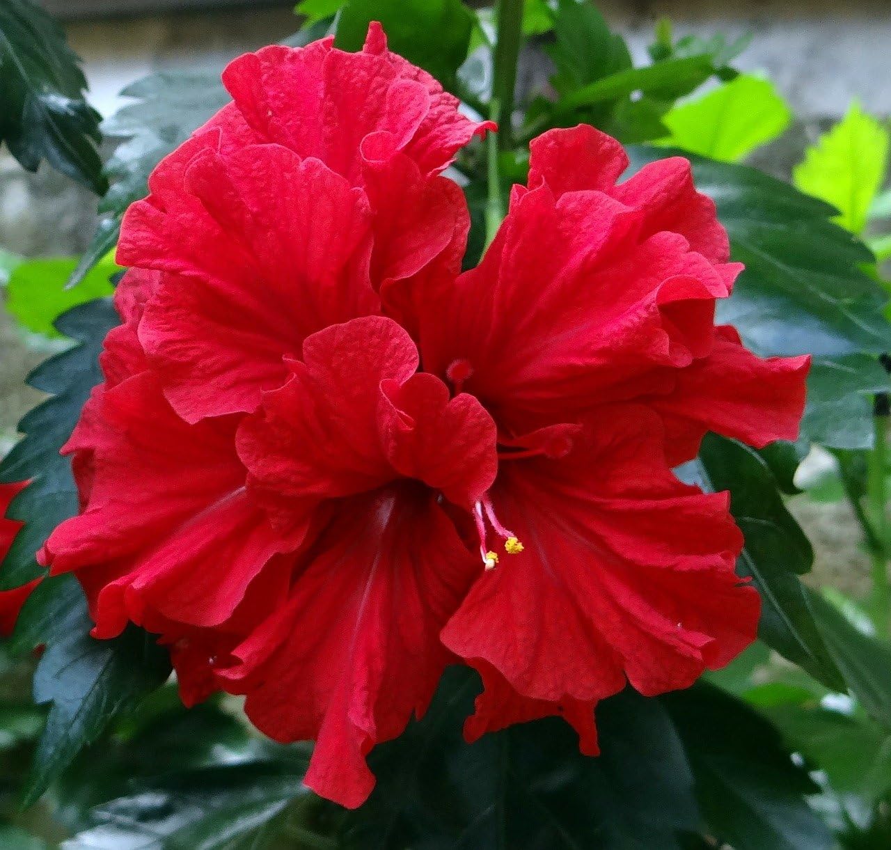Hibiscus Mutabilis 5 Seeds Confederate Rose -Perennial Shrub with Beautiful Blooms