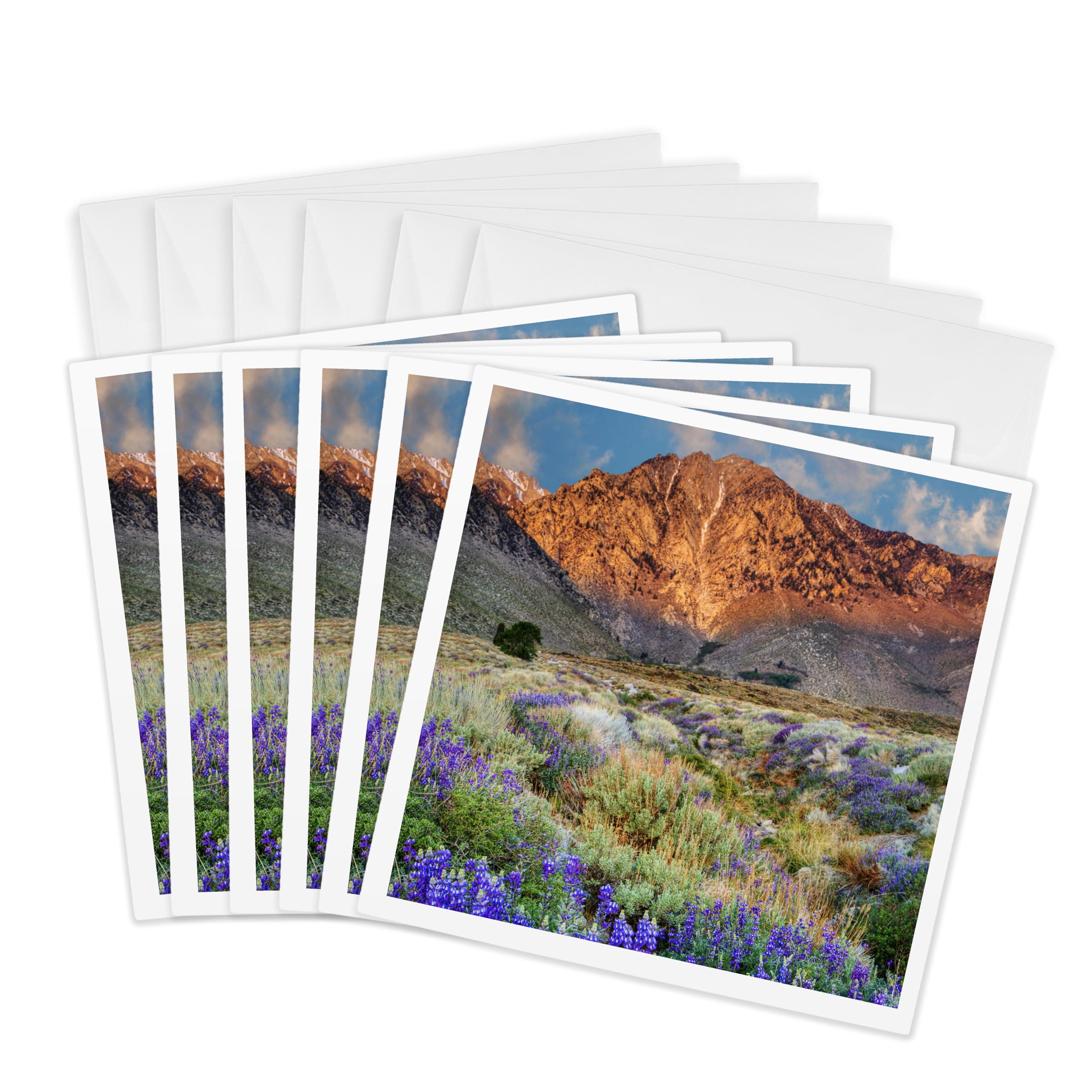 3dRose gc_142623_1 6 x 6-Inch "Blooming Lupine at Division Creek, California, USA - Us05 Bjy0028 - Jaynes Gallery" Greeting Card (Pack of 6)