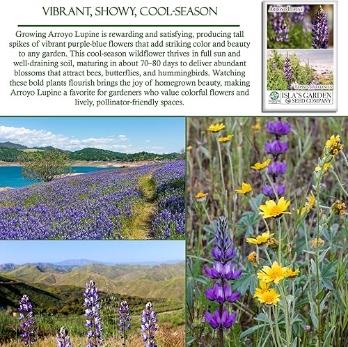Miniatura 5 de Semillas de flores de altramuz de Arroyo, 100 semillas tradicionales por paquete, semillas sin OMG, nombre botánico Lupinus succulentus, Isla's