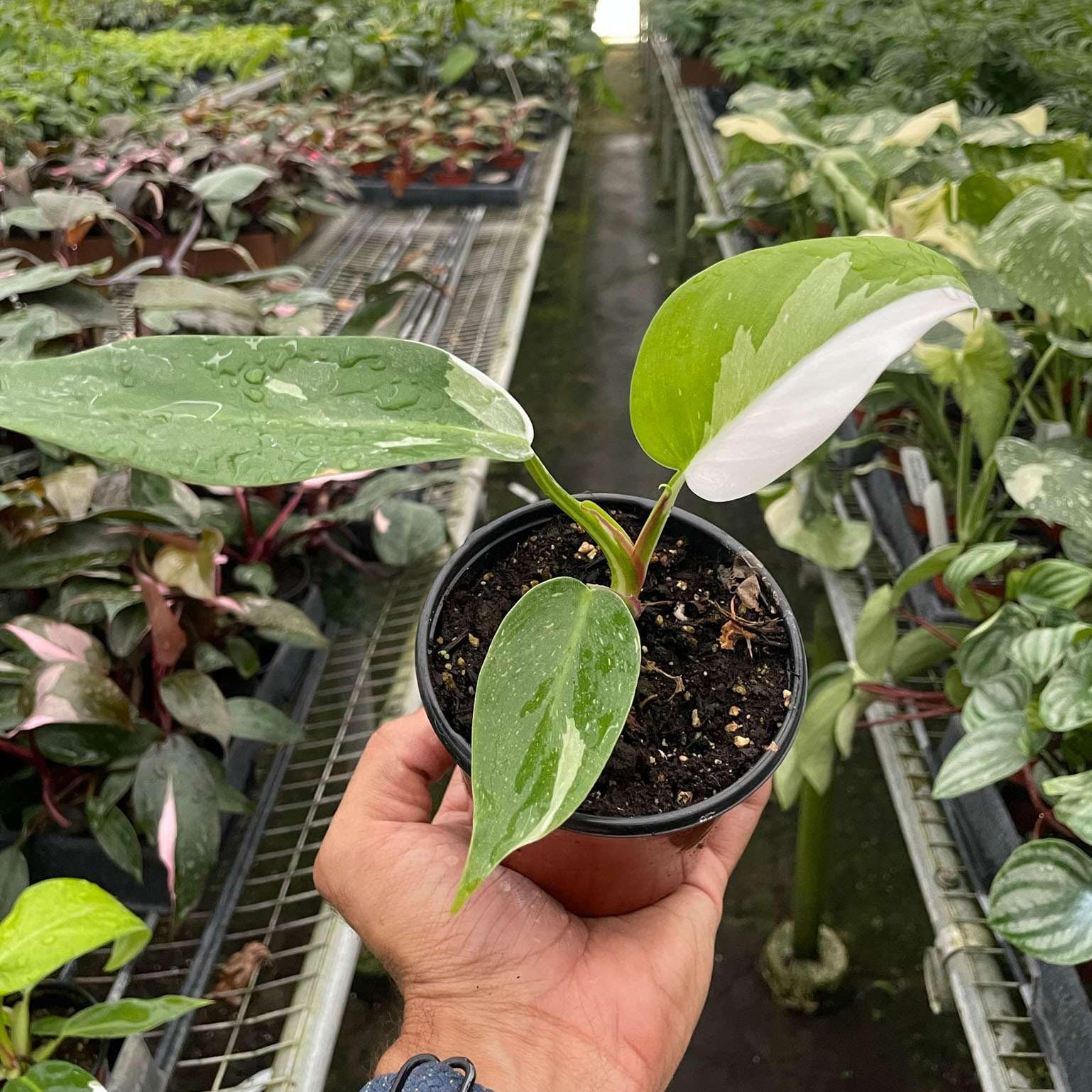 philodendron pink princess steckling Philodendron 'Pink Princess' – Foliage Factory main image 1