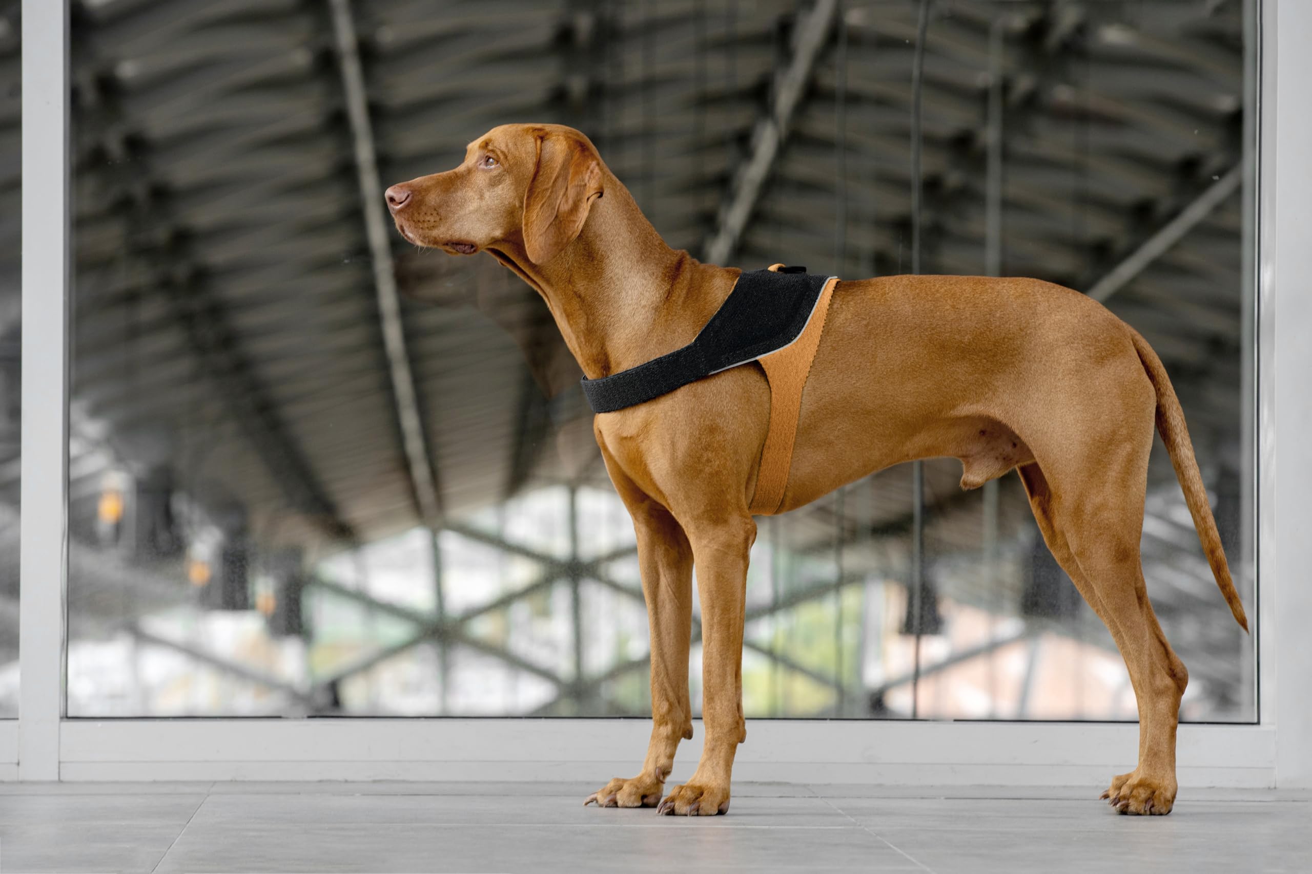 JK9 KnitFit Knitted Dog Harness, Size: M, Yellow-Black - Image 4