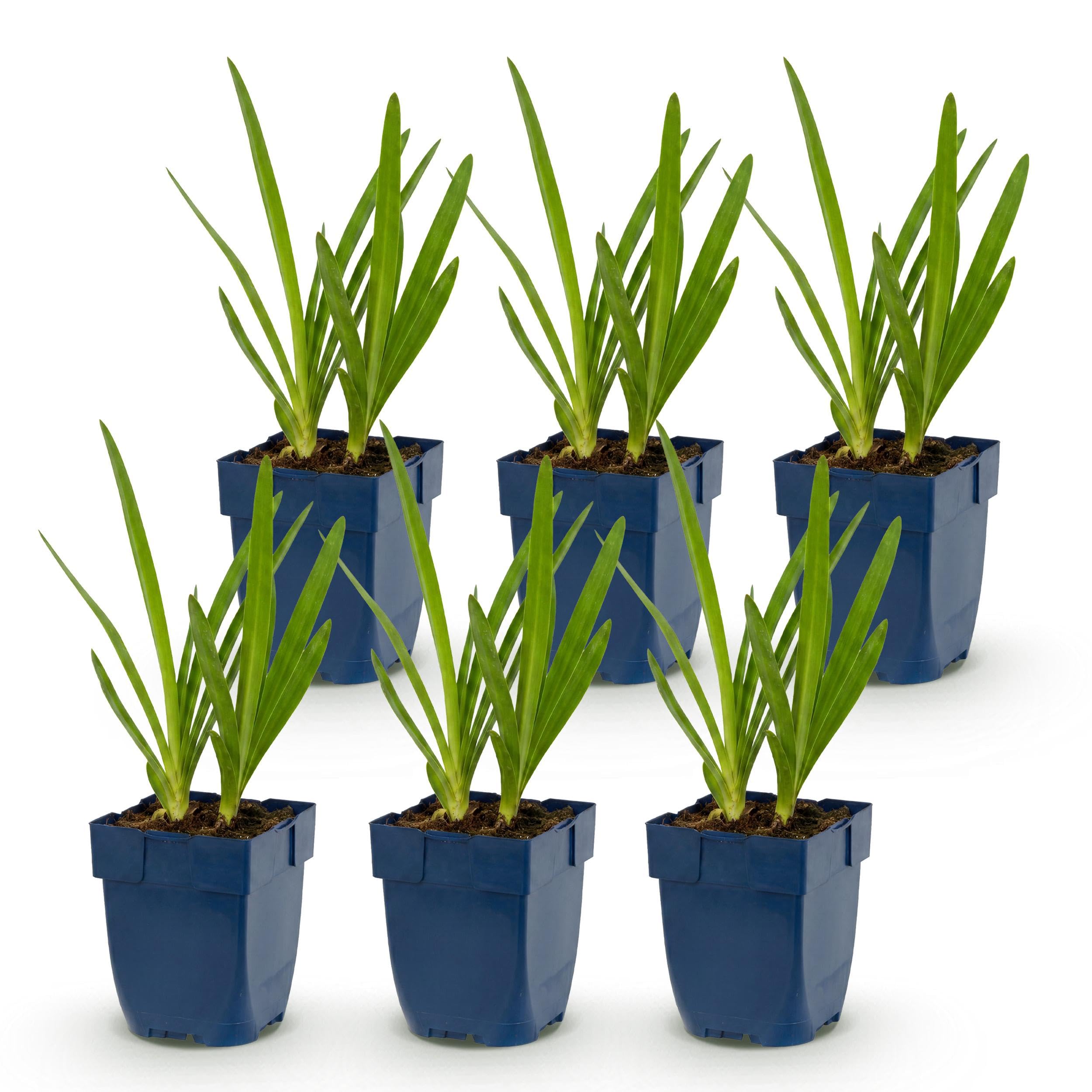 Agapanthus africanus – lilia afrykańska – rośliny przyciągające pszczoły i motyle – niebieskie – 6 sztuk - 15-25cm - Ø11cm - Roślina ogrodowa