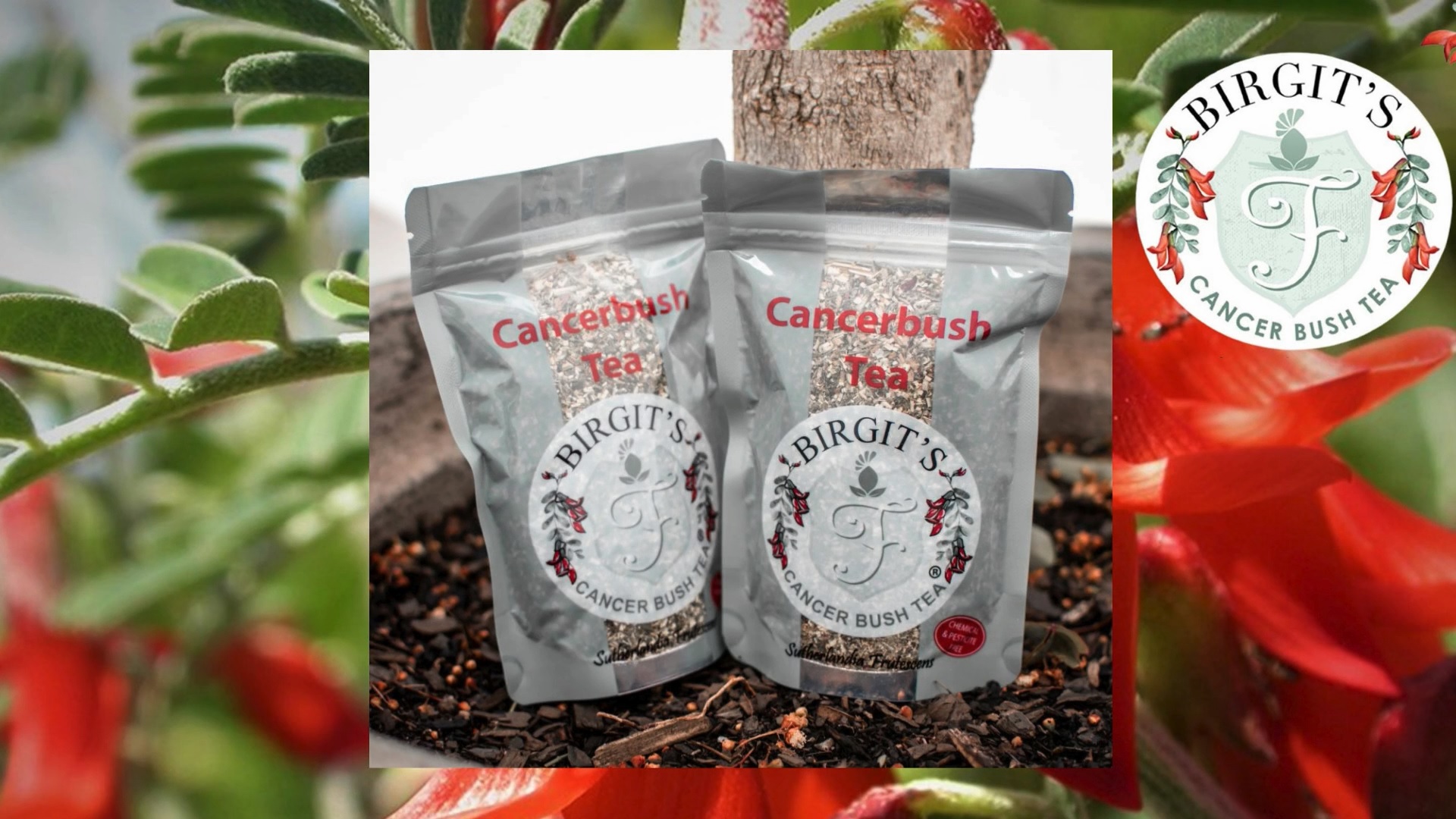 Amazon.com: BIRGIT'S Cancer Bush Tea (Sutherlandia Frutescens