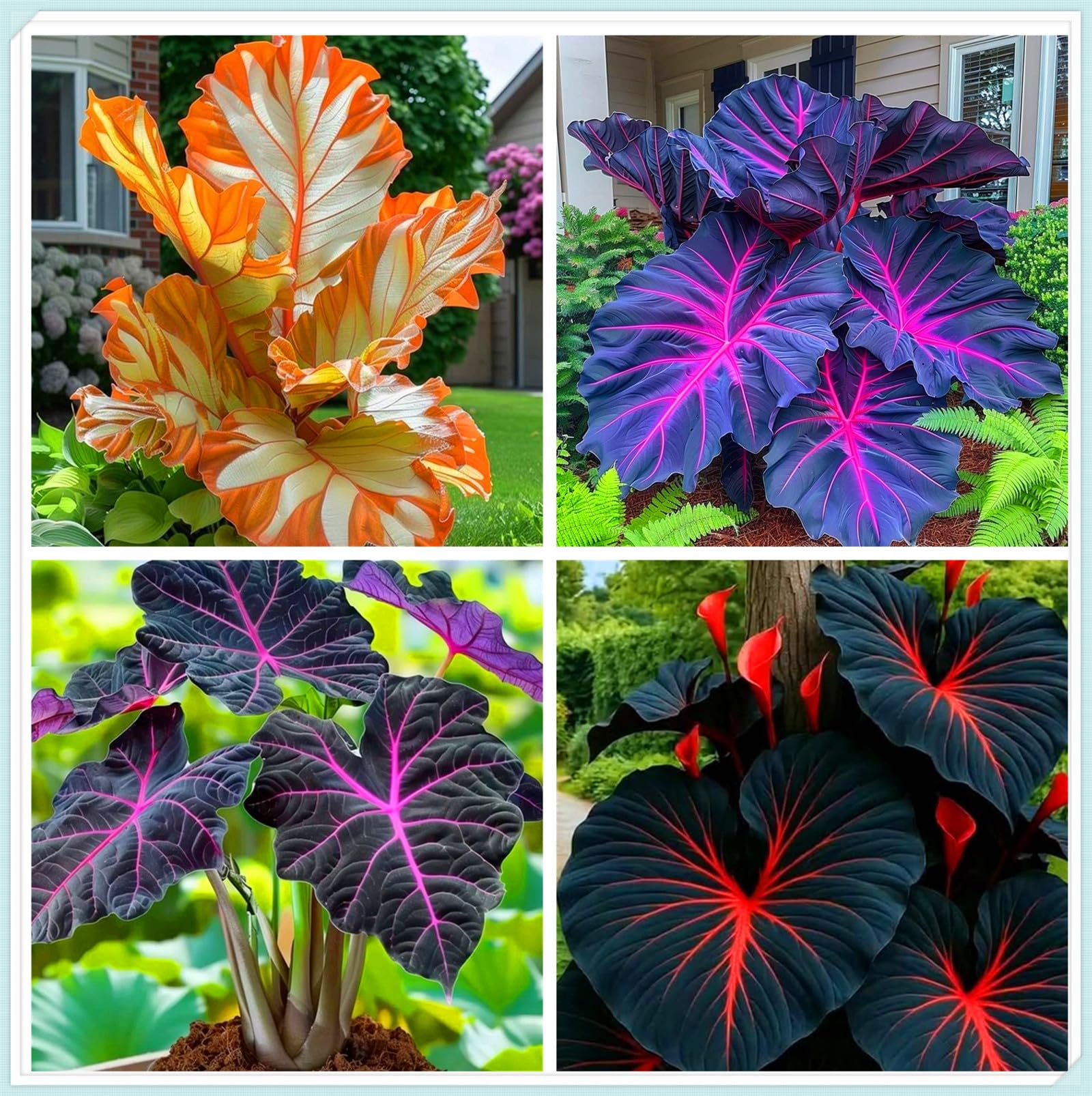 Large Leaf Elephant Ear Bulbs, Perennial Ornamentals, Ideal for Indoor Display and Garden Decoration-2bulbs-A