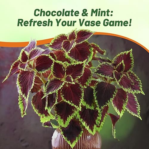 Miniatura 6 de Outsidepride Semillas de coleus de menta y chocolate para plantar, 20 unidades, anuales, compactas y fáciles de cultivar, semillas de flores con