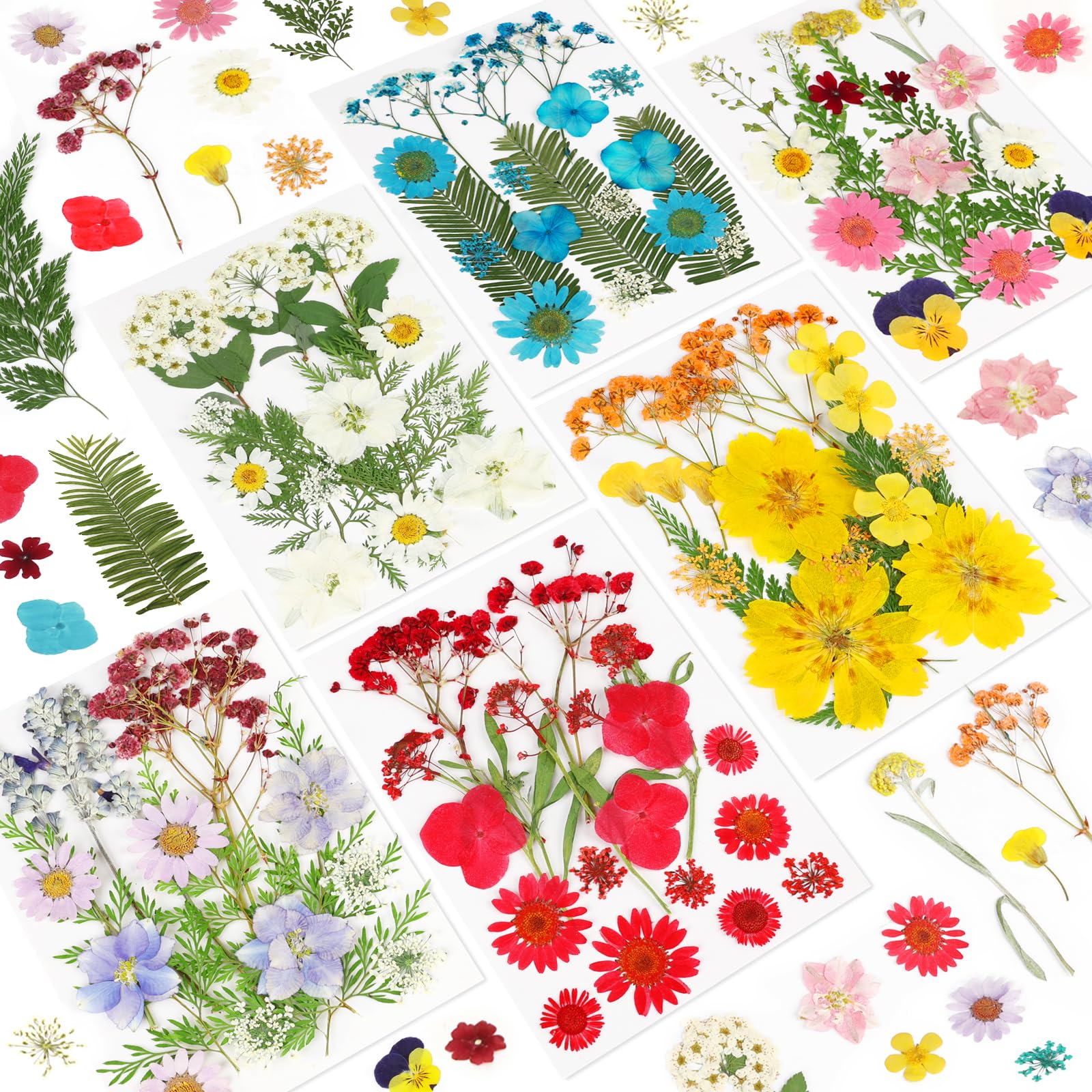 Dried Pressed Flowers