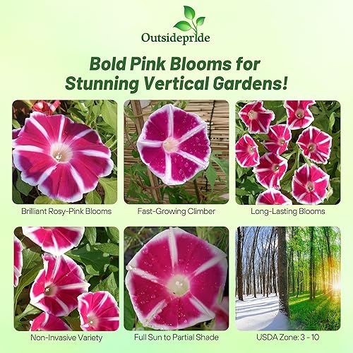 Miniatura 2 de Outsidepride Rosita Morning Glory Seeds  100 unidades. Semillas de flores anuales, trepadoras y enredaderas para plantar grandes flores rojas,