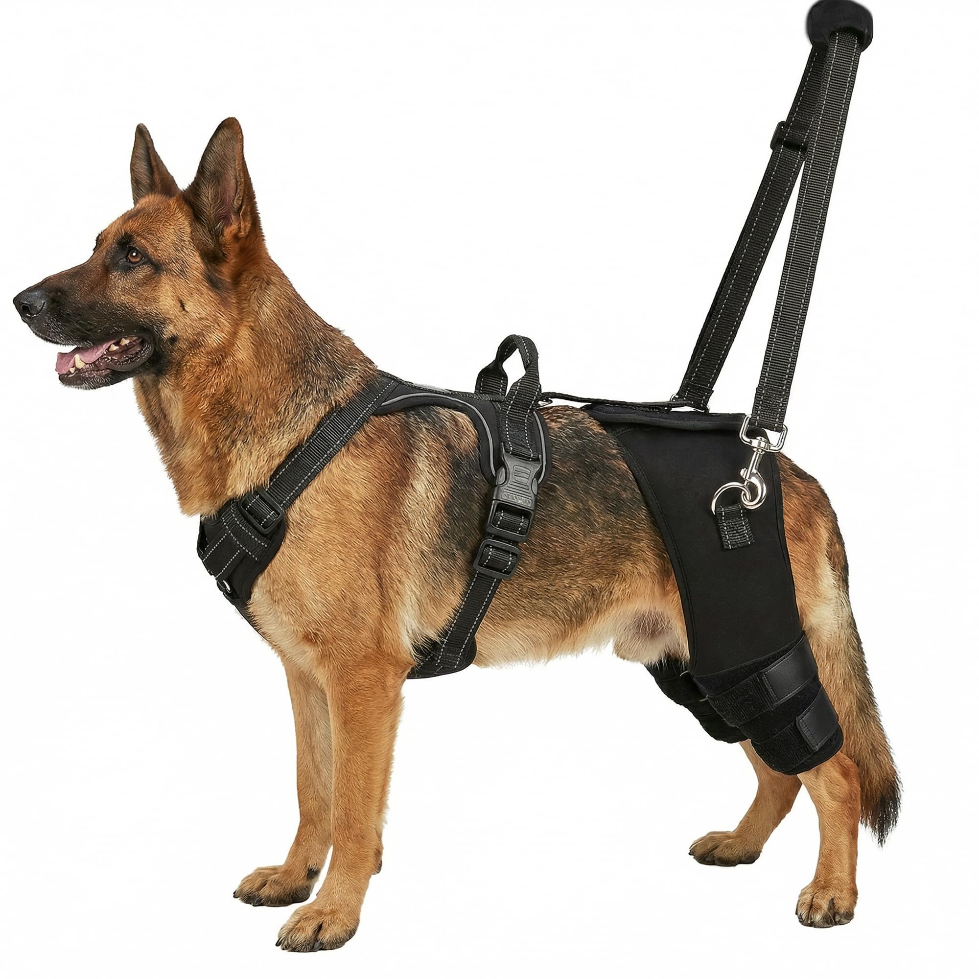 Photo 1 of ALYBIT Dog Knee Braces for Torn ACL Hind Leg, Adjustable Dog Leg Braces for Back Leg with 4 Stabilizers for Luxating Patella Relieves Ligament Injury and Joint Pains