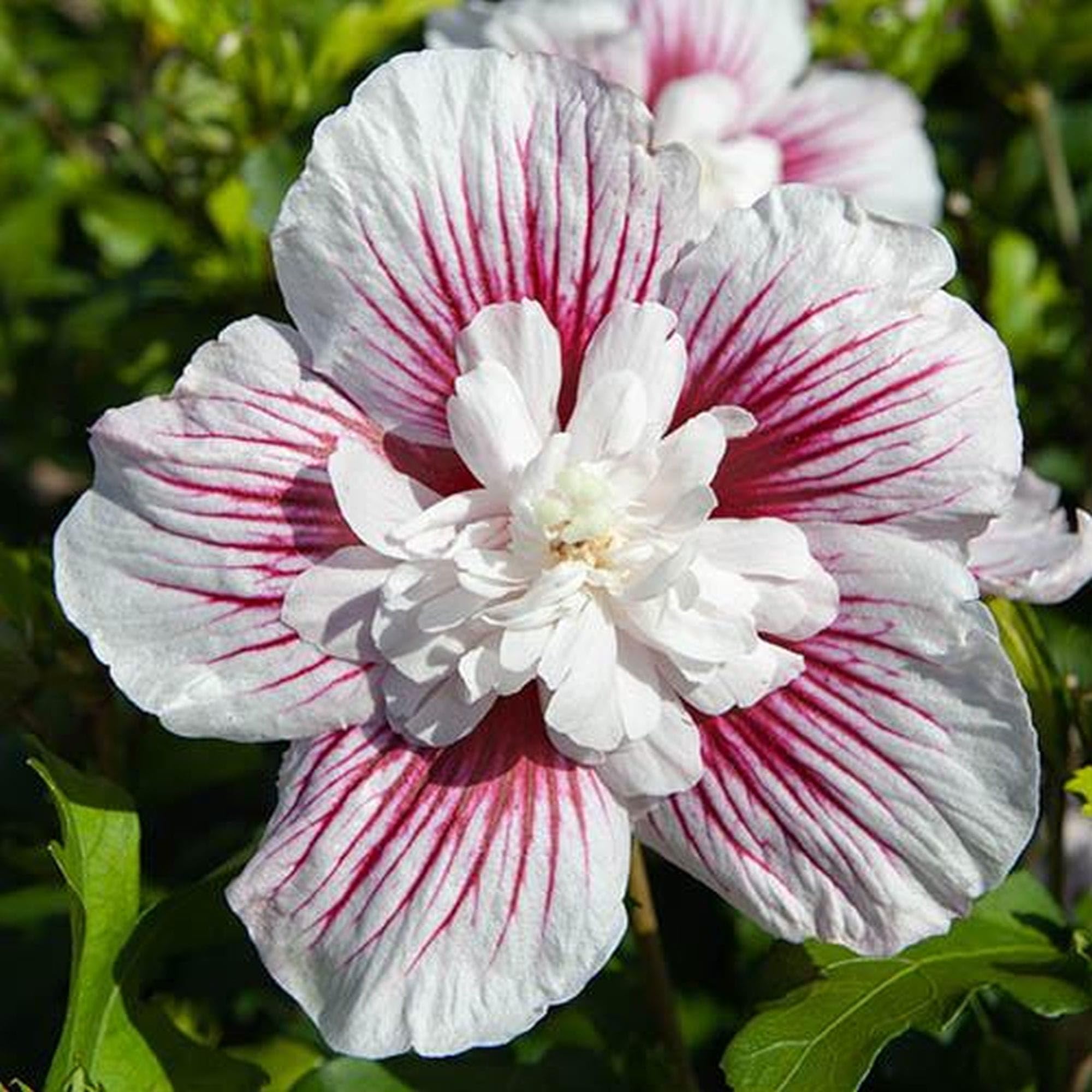 Vivai le Georgiche - Pianta vera di Hibiscus syriacus "Starburst Chiffon" Hibiscus syriacus 'Rwoods6' Ibisco, Rosa di Sharon - vaso 6,5 Litri - Quadrato