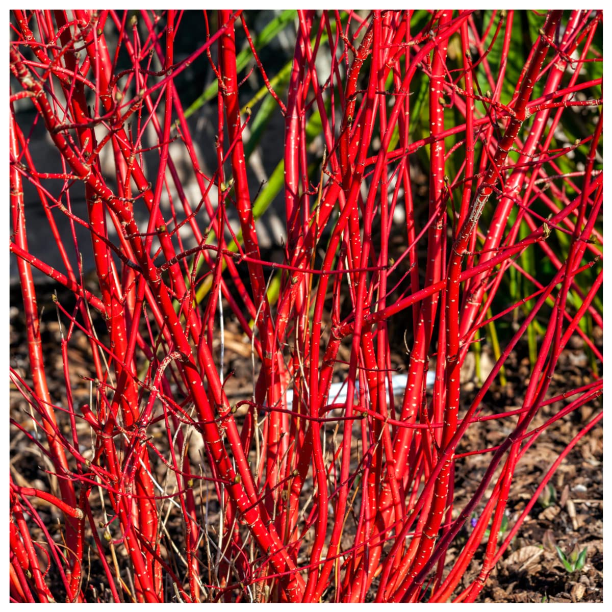 Cornus Alba/Red-stemmed Dogwood in 9cm Pot, Beautiful Red Bark All Year Around 3fatpigs®